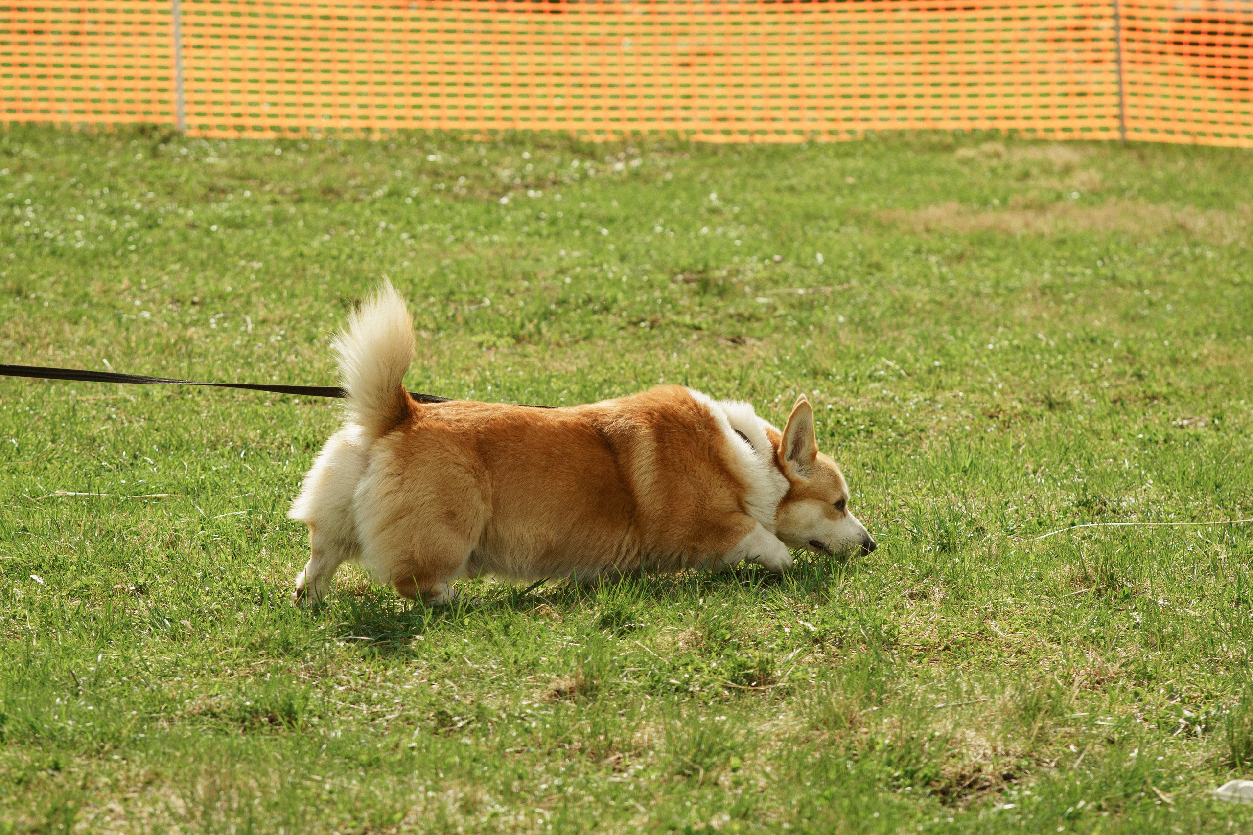 Herding Days, 26 apr. 2025. Kat Laisaar — Pet photographer in Tallinn