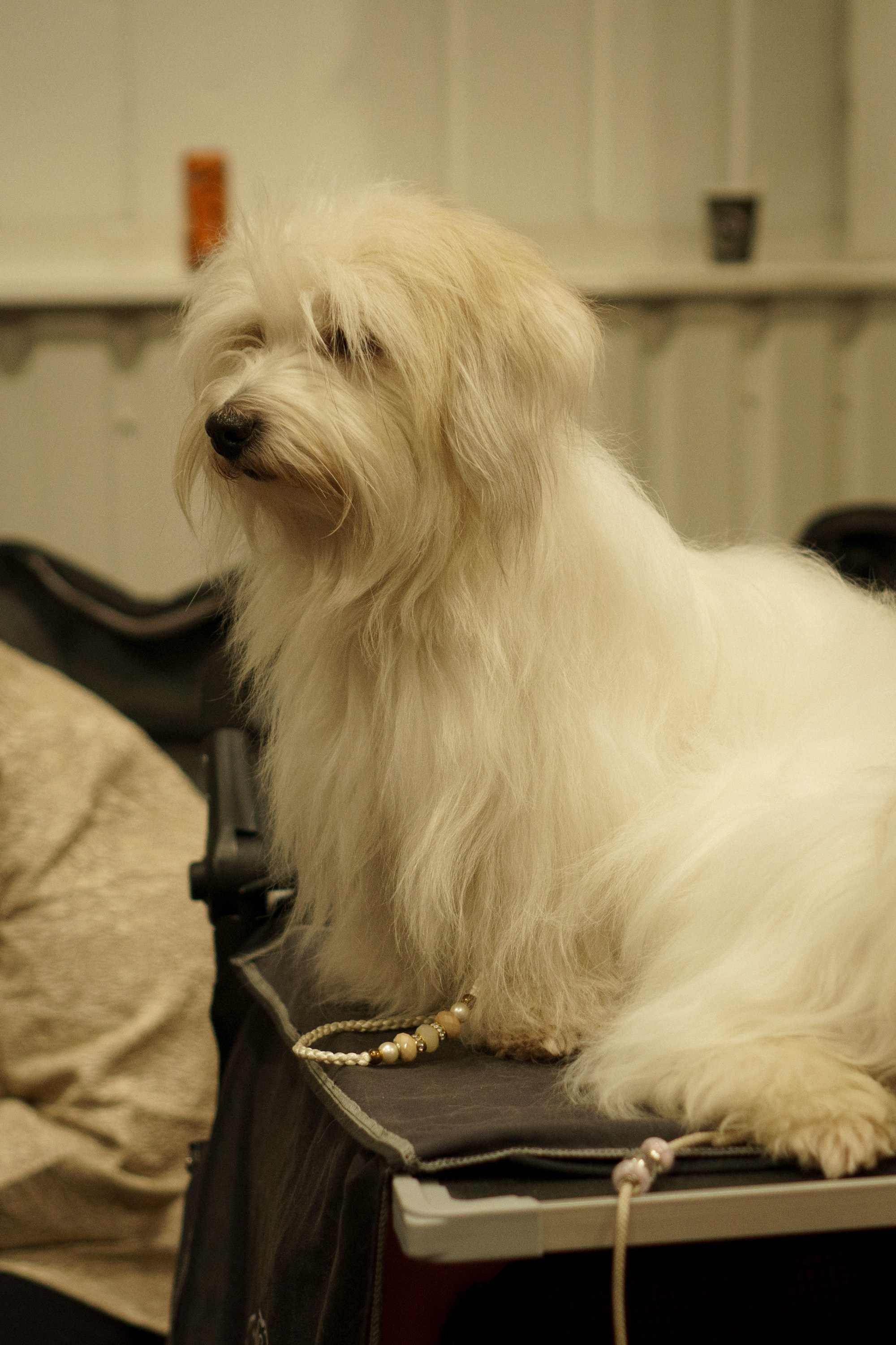 Tartu International Dog Show. Kat Laisaar — Pet photographer in Tallinn