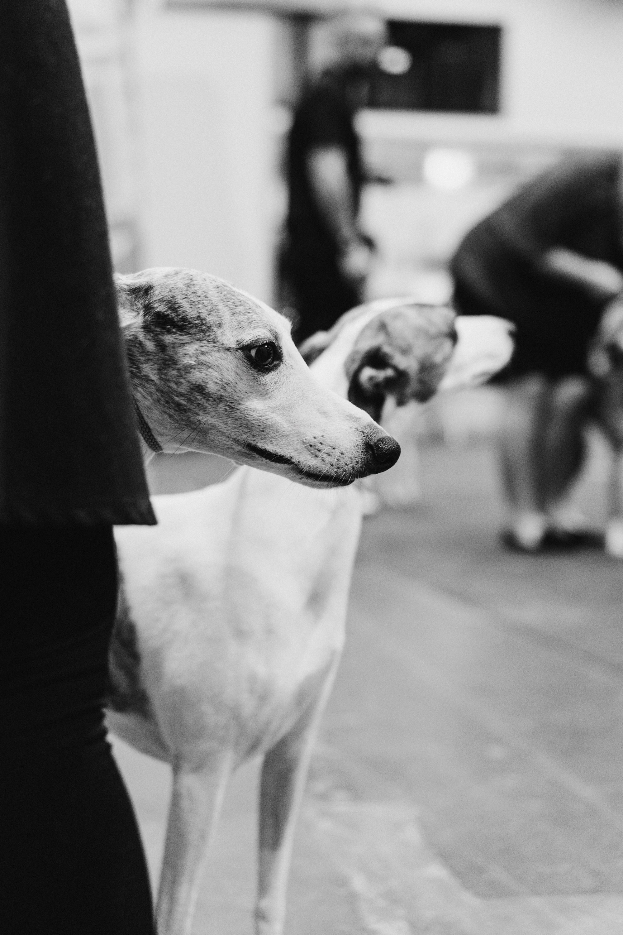 Tartu International Dog Show. Kat Laisaar — Pet photographer in Tallinn