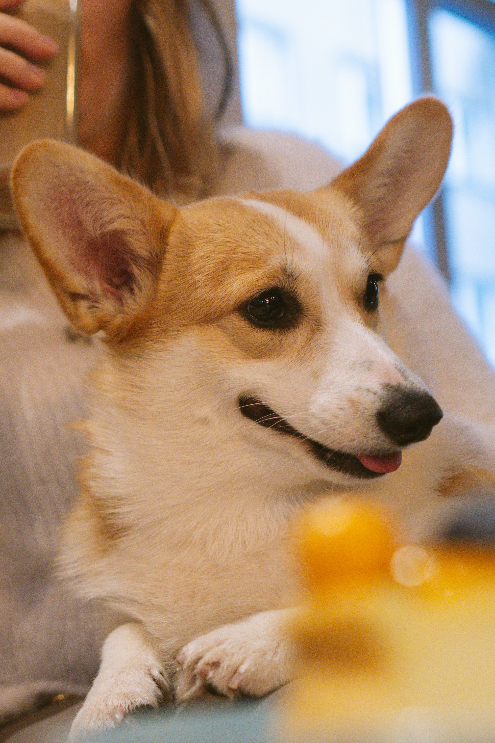 Maarika, Jegor and their Luna, Pembroke Welsh Corgi. Kat Laisaar — Pet photographer in Tallinn