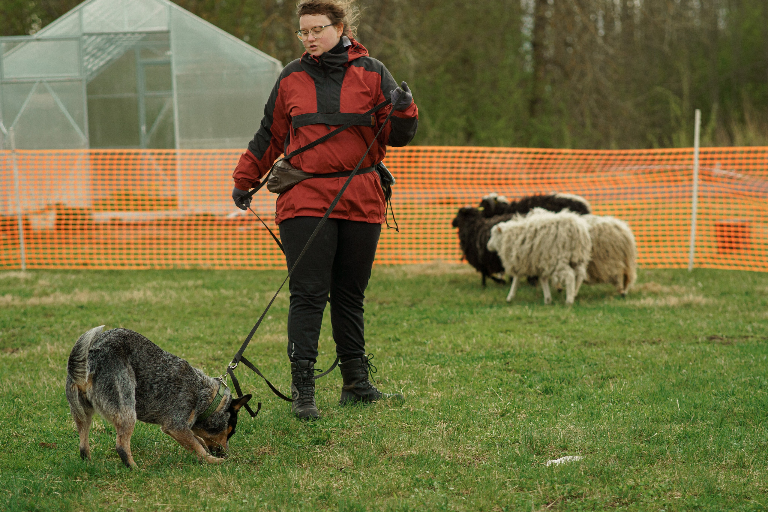 Herding Days, 26 apr. 2025. Kat Laisaar — Pet photographer in Tallinn