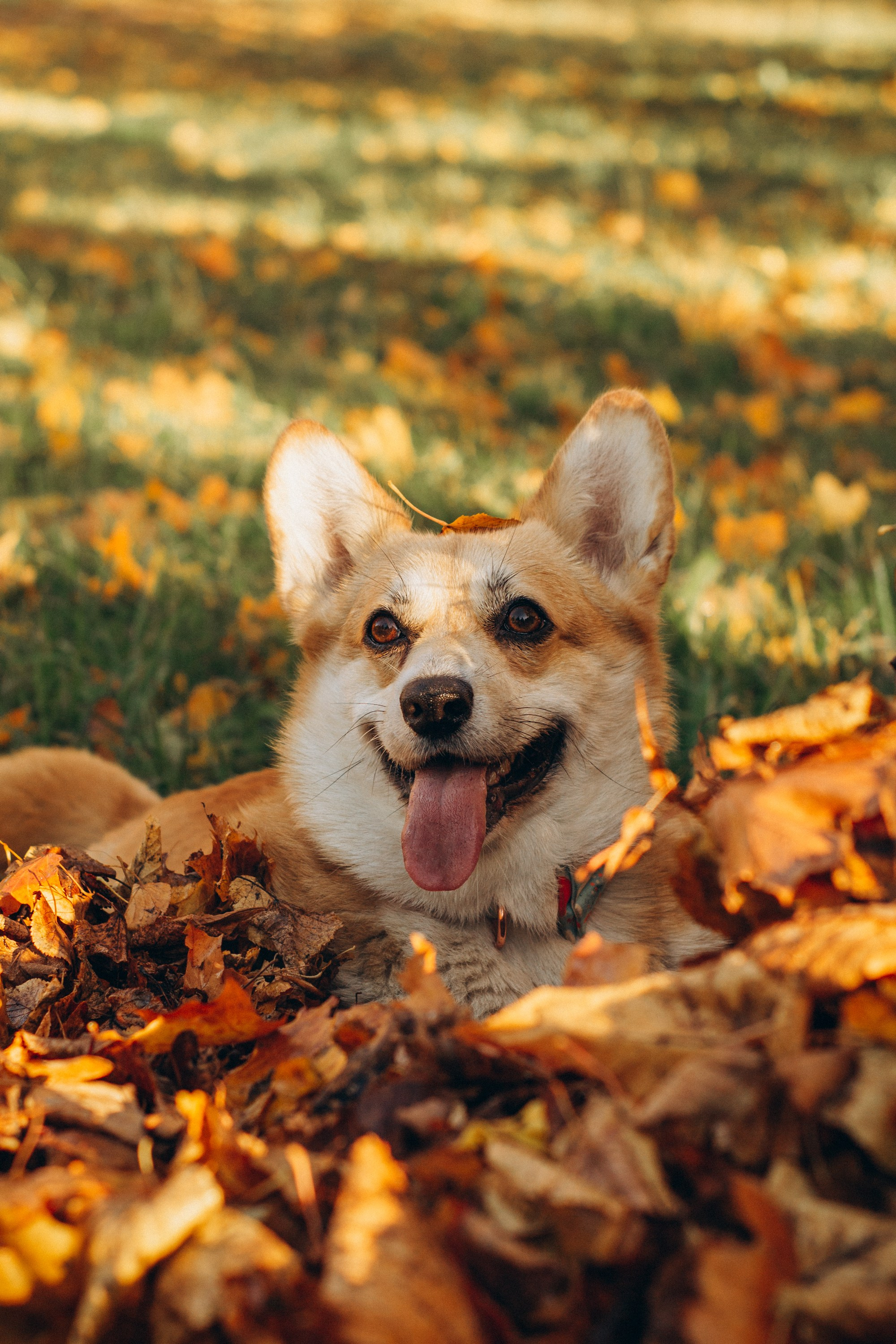 Irina and her Teffy, Pembroke Welsh Corgi. Kat Laisaar — Pet photographer in Tallinn