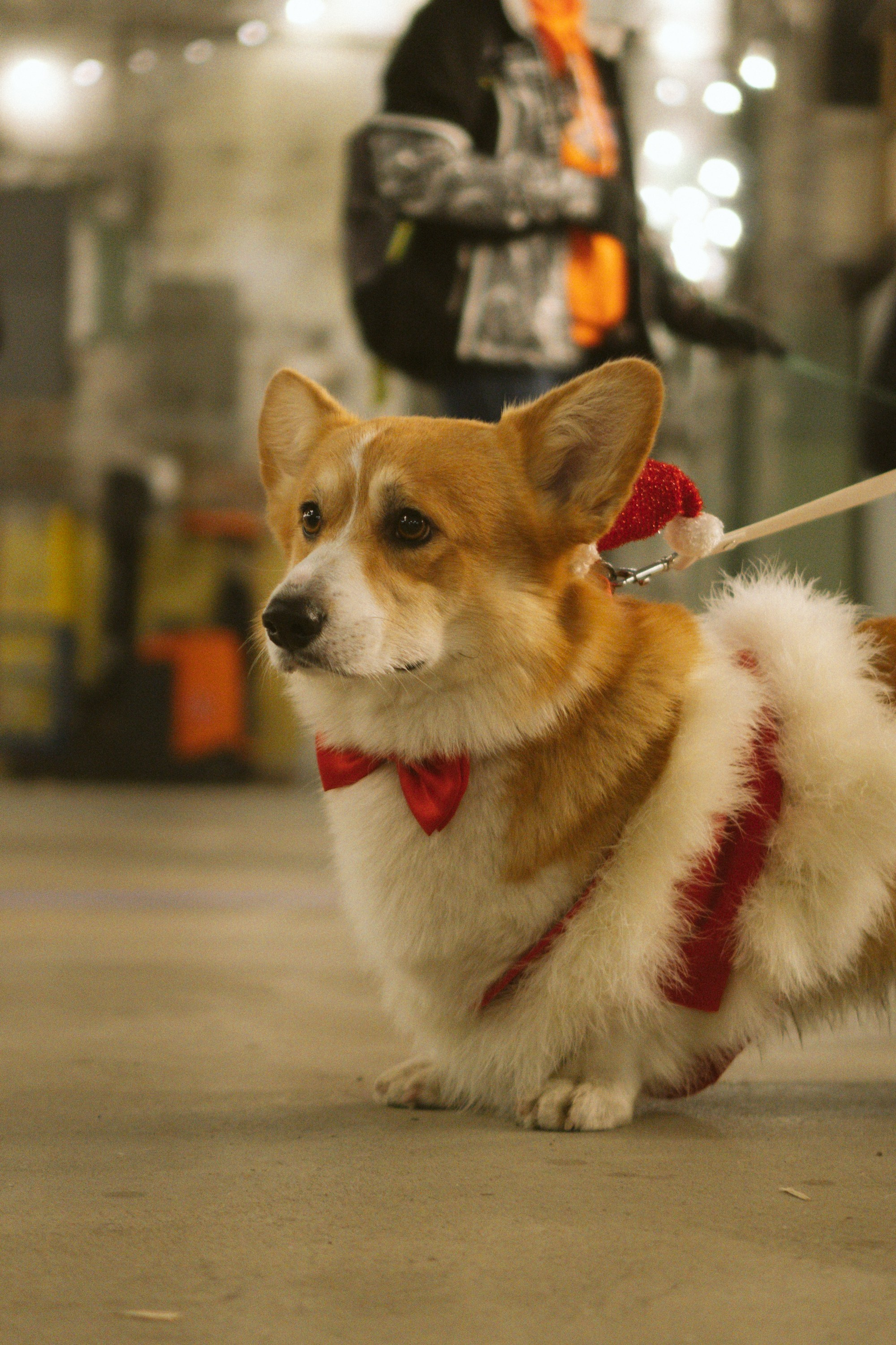 Corgi Fest, Christmas edition. Kat Laisaar — Pet photographer in Tallinn