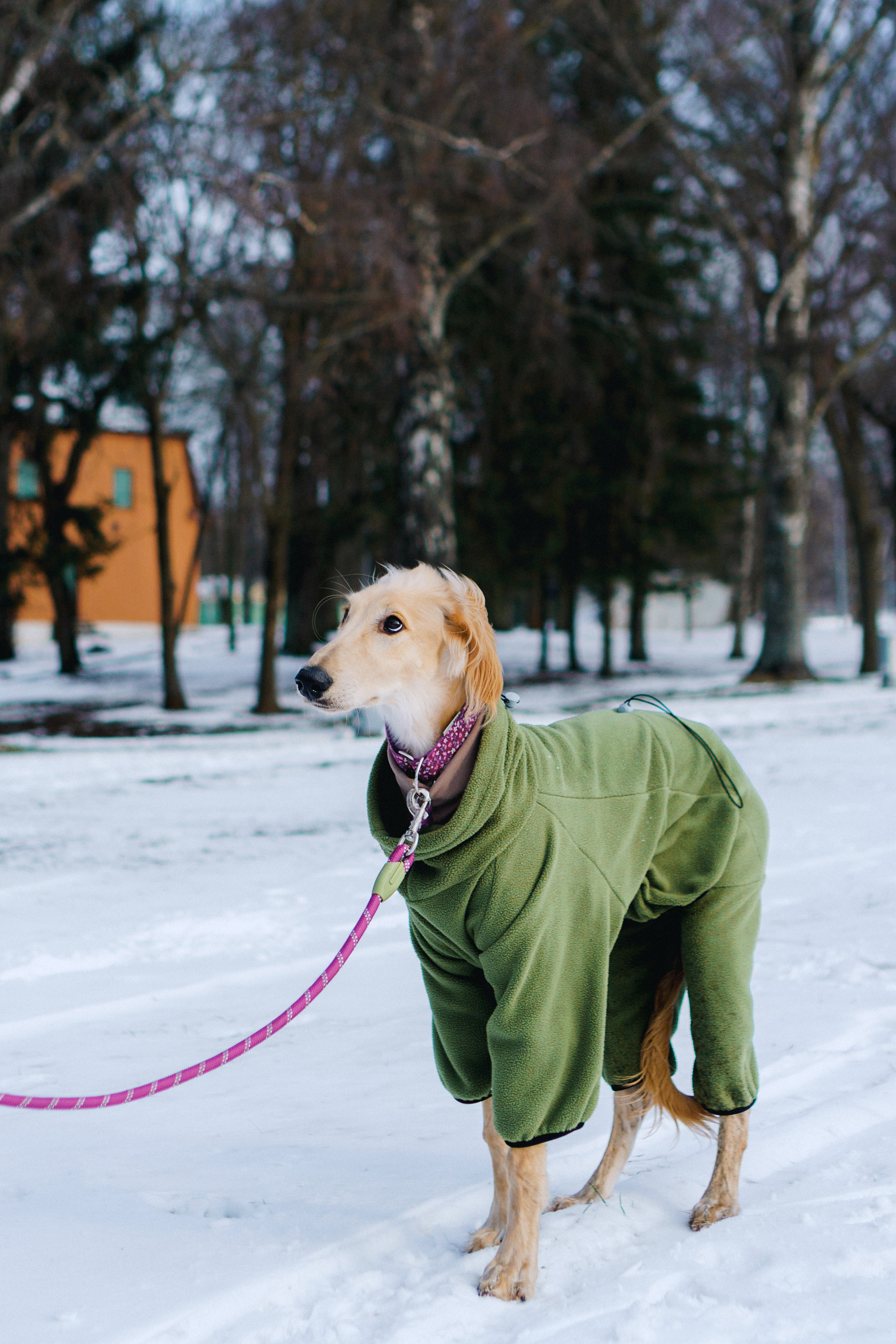 Nicole & Sky. Kat Laisaar — Pet photographer in Tallinn