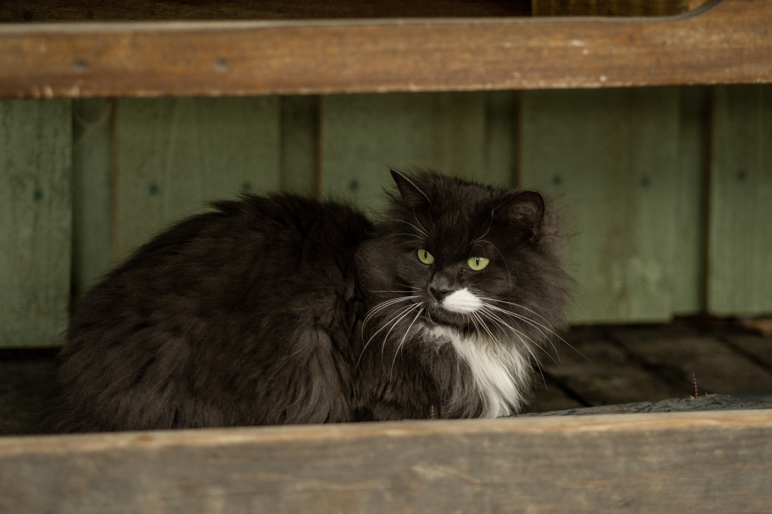 Herding Days, 26 apr. 2025. Kat Laisaar — Pet photographer in Tallinn