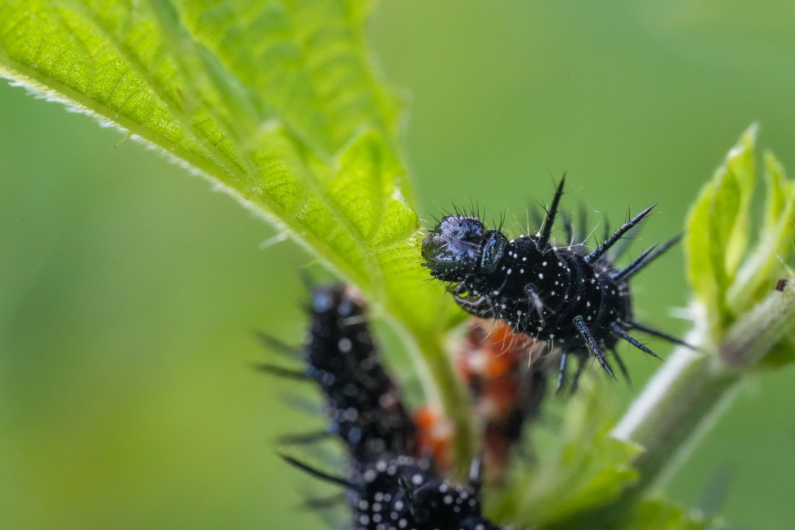 Blog Κατασκευής & Συντήρησης Κήπων | Συμβουλές & Ιδέες. Geoponitikon-Όταν η Επιστήμη συναντά την Τέχνη στο Φυσικό Τοπίο!