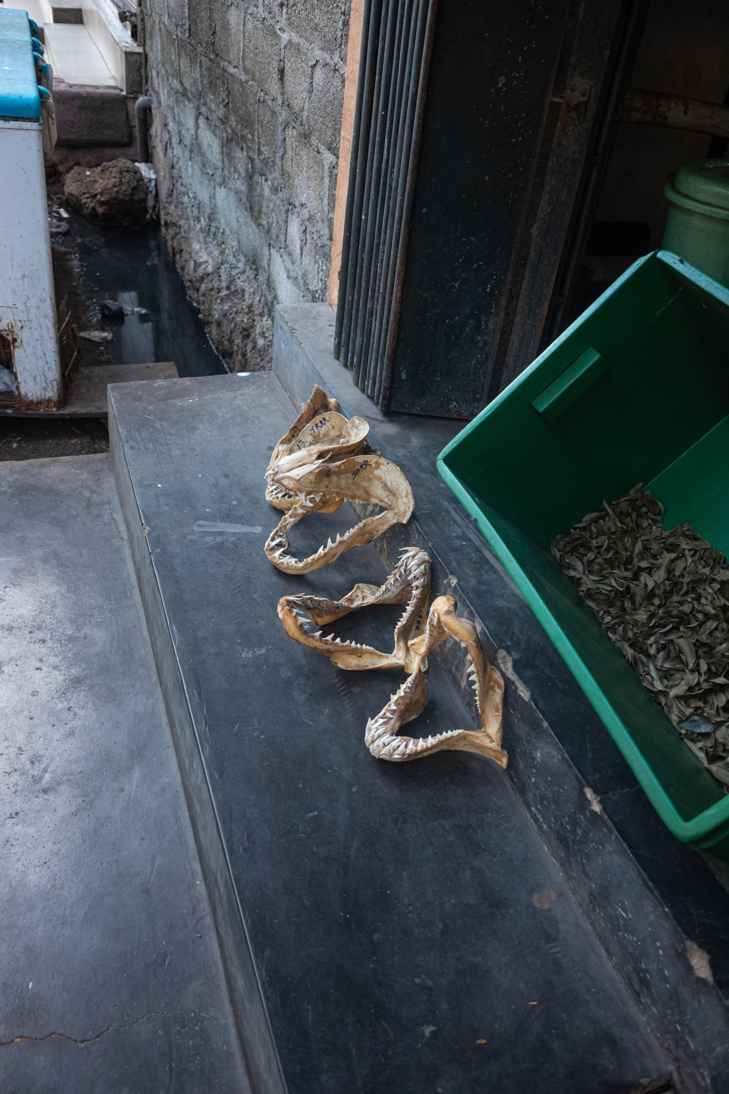 Sri Lanka. Versoluna