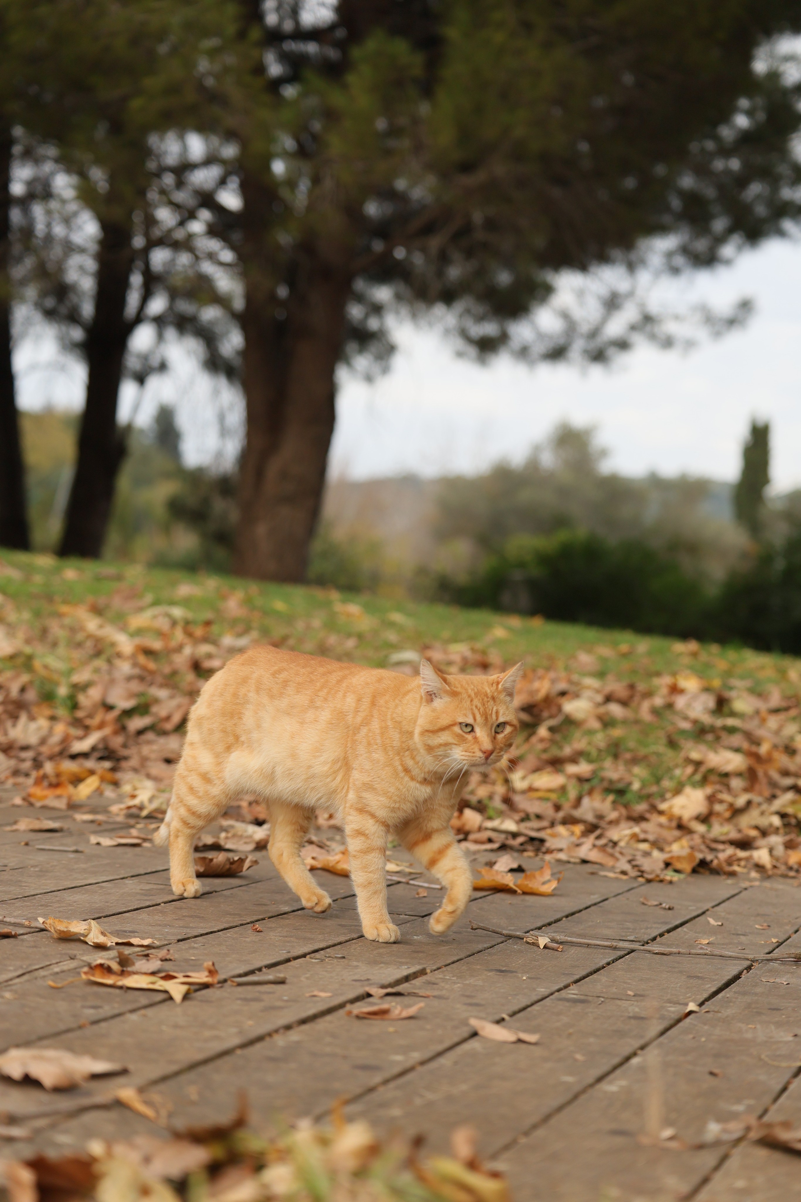 צילומי חתולים. צילום וידאו בכל קנה מידה — מצילומים אישיים ועד אירועים גדולים. קתרינה גרינברג, ישראל