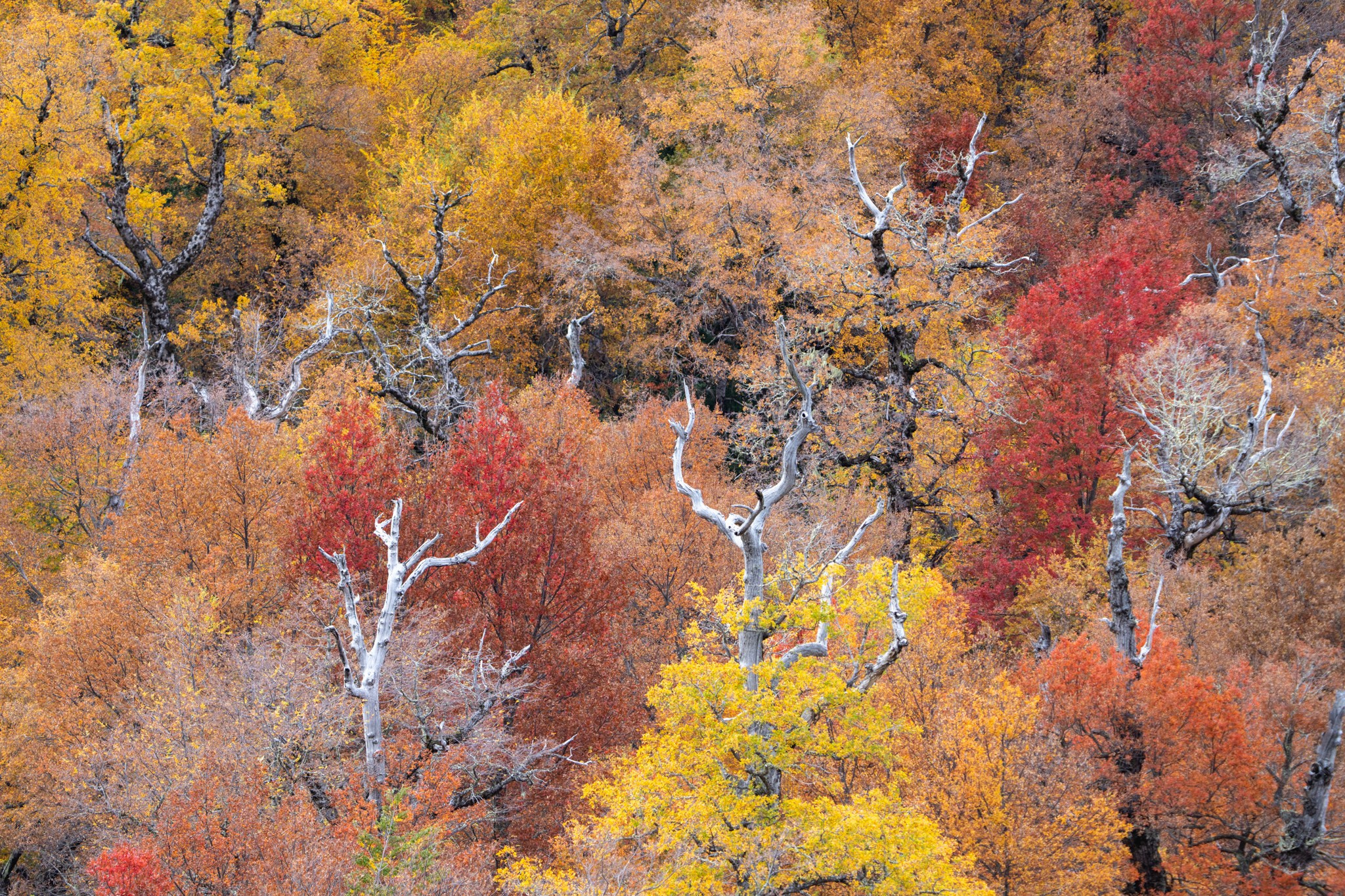 Otoño 2026 en la Araucanía. Fotógrafo de naturaleza en Chile Cristian Larrere Worner