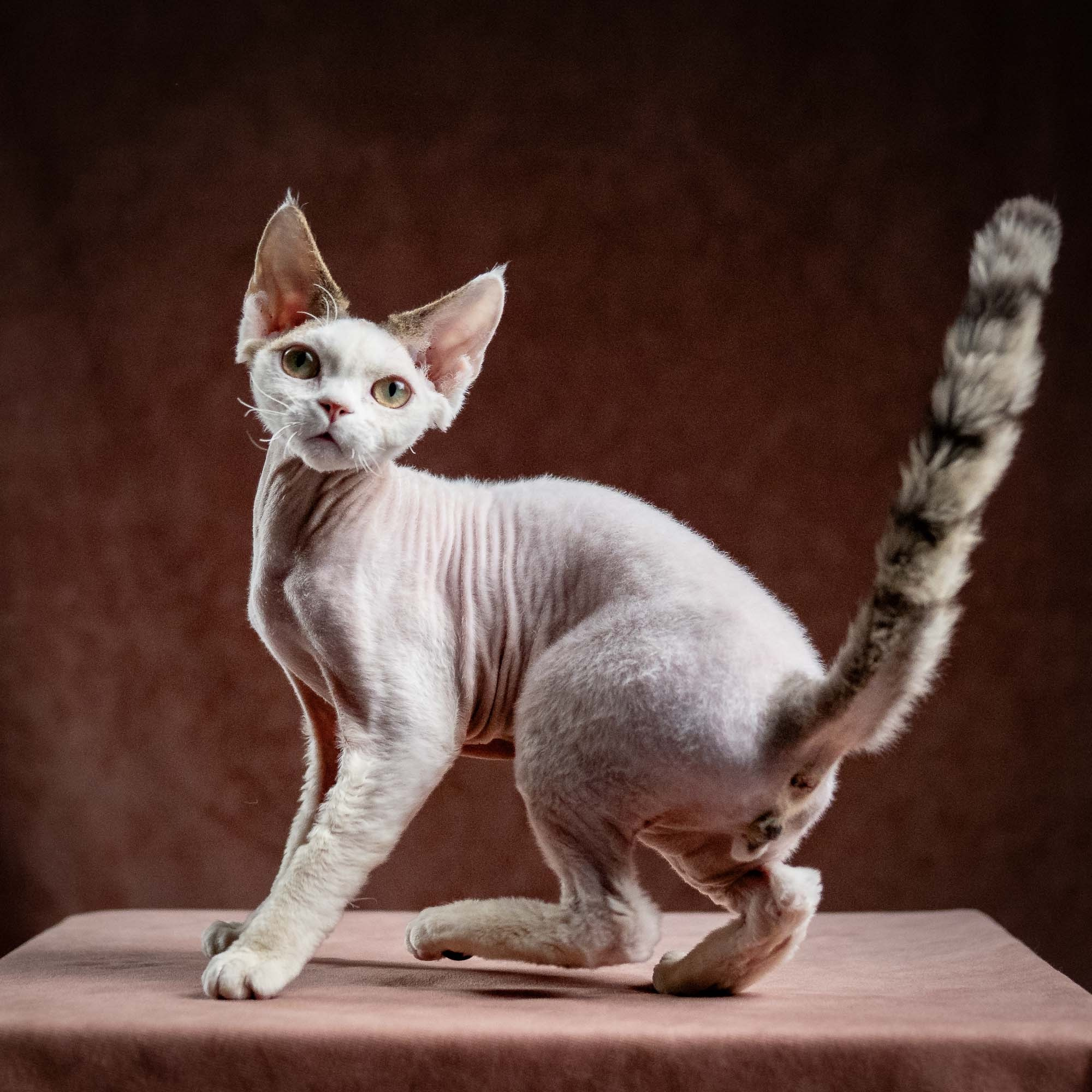 Oscar, boy, born 04.15.2025. Devon Rex Pixie Cattery