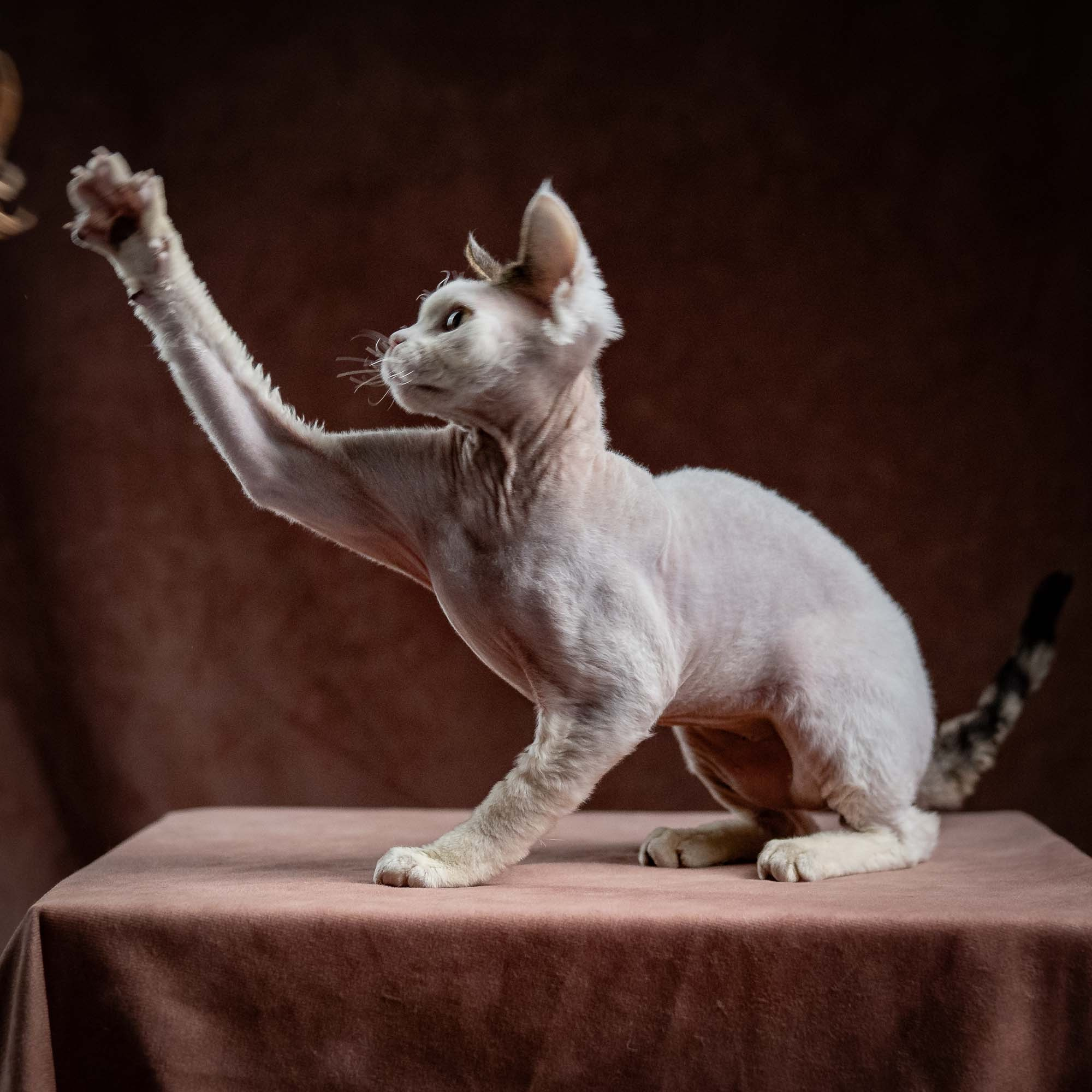 Oscar, boy, born 04.15.2025. Devon Rex Pixie Cattery