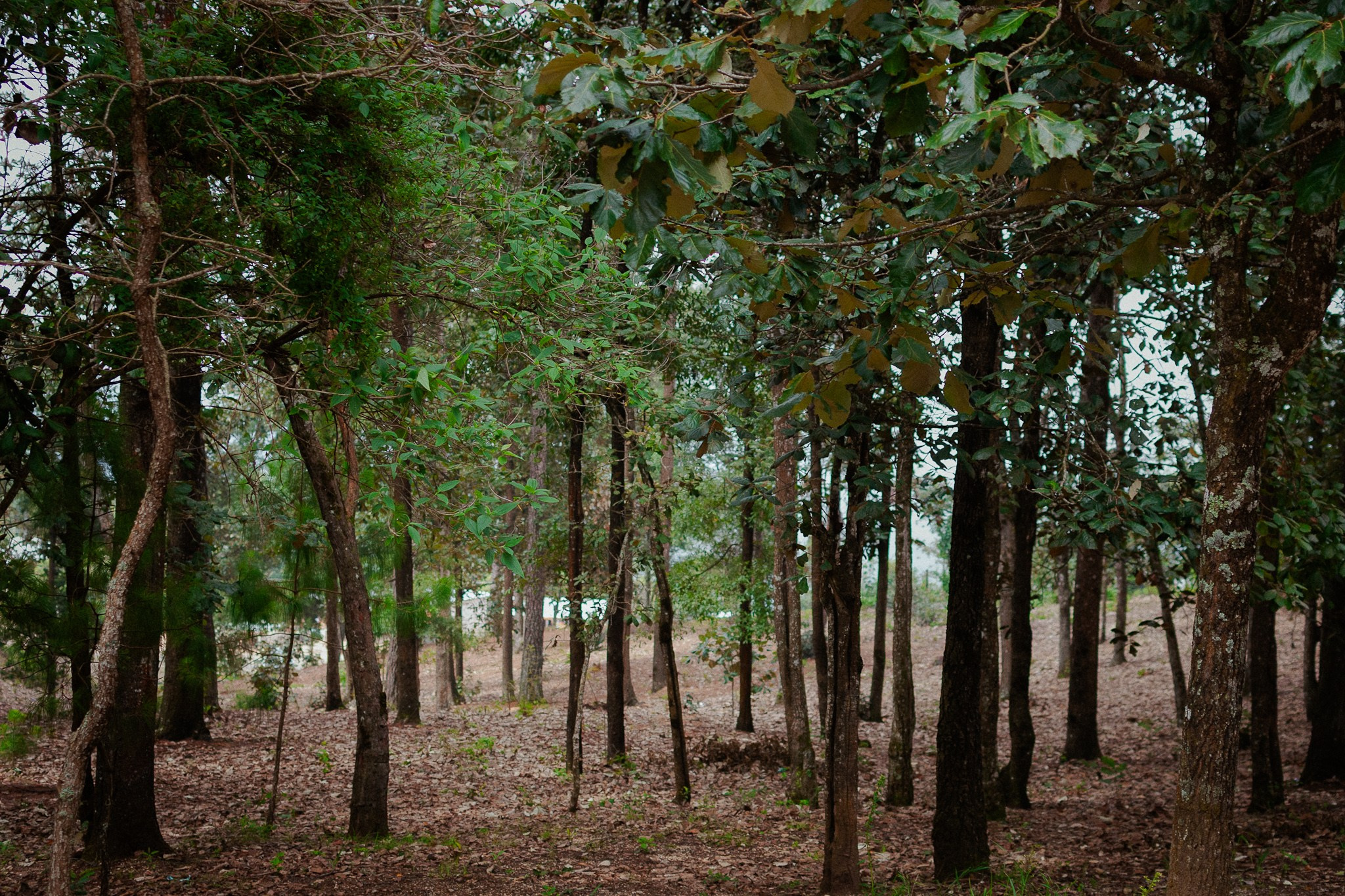 Bosques de San Cristóbal. 2025. Fotógrafo en Villahermosa | ERALPUCHE