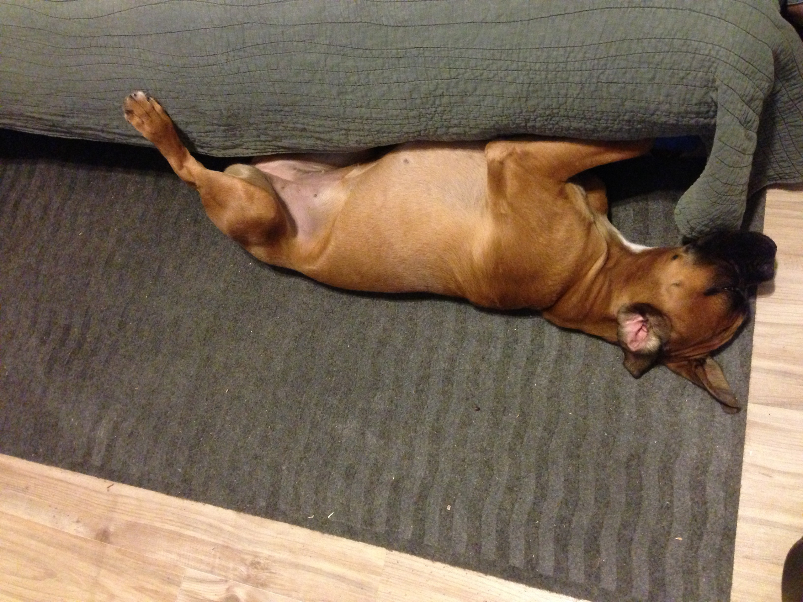 My ״Star״ Boxer Dog