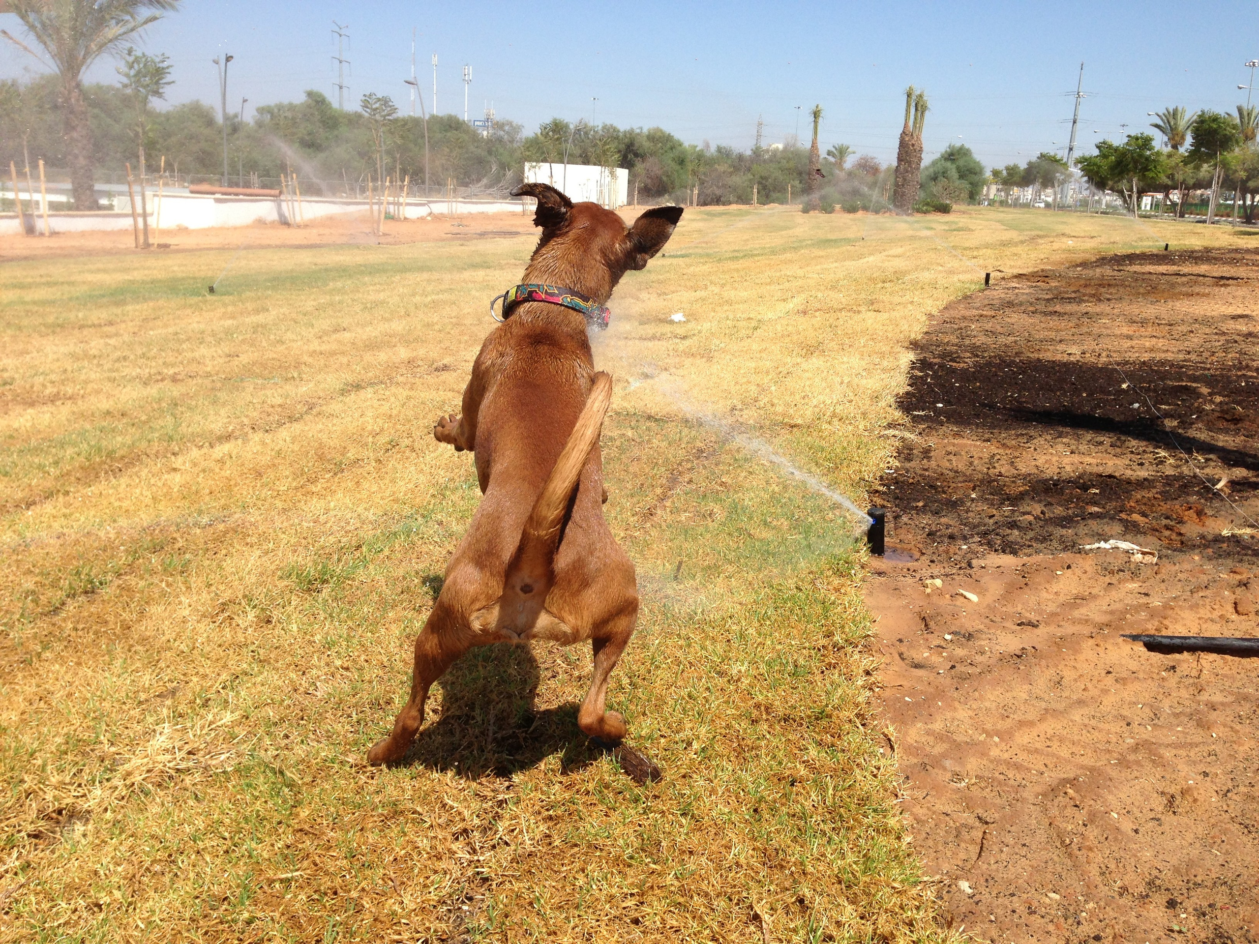 My ״Star״ Boxer Dog