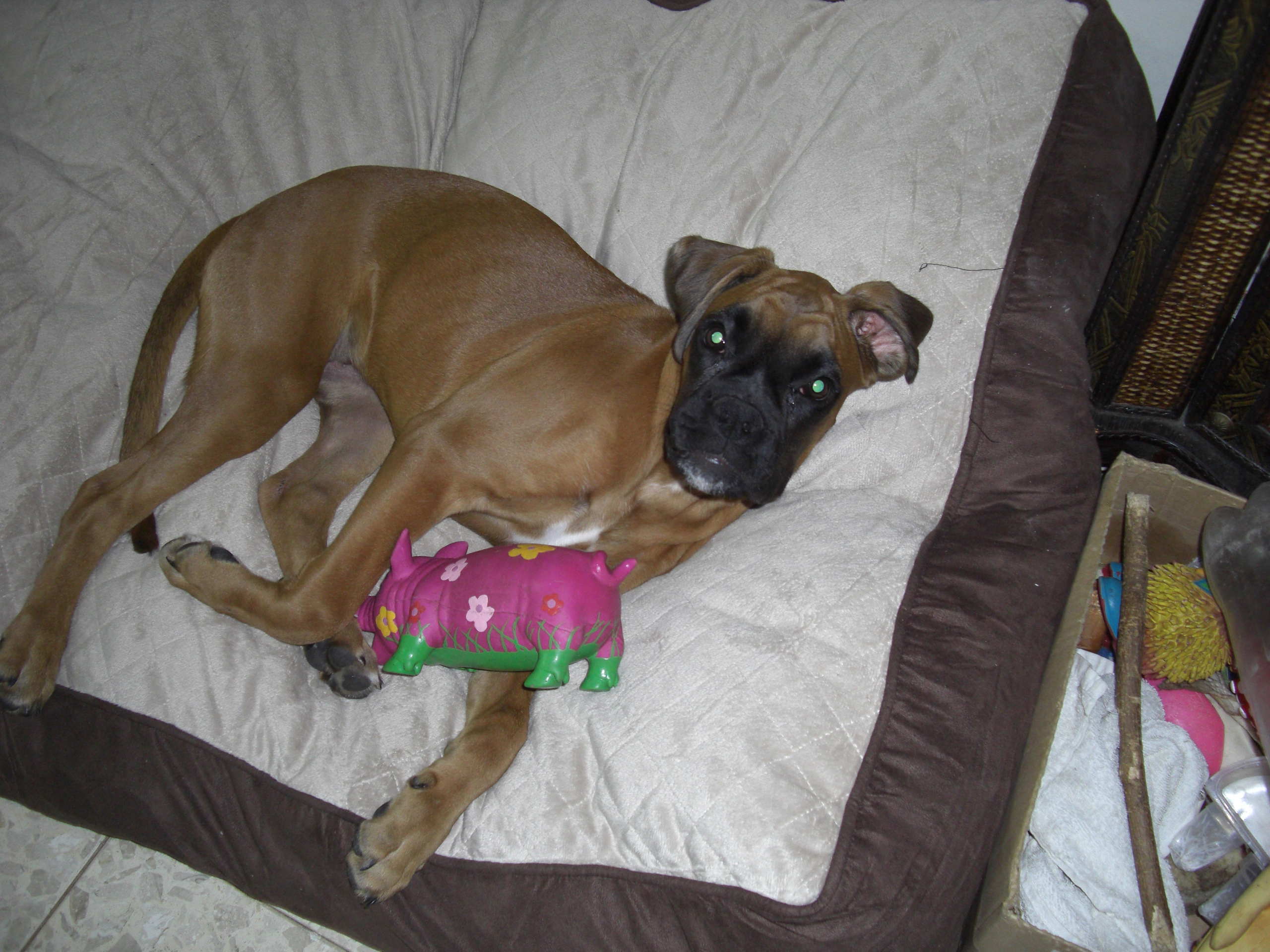 My ״Star״ Boxer Dog