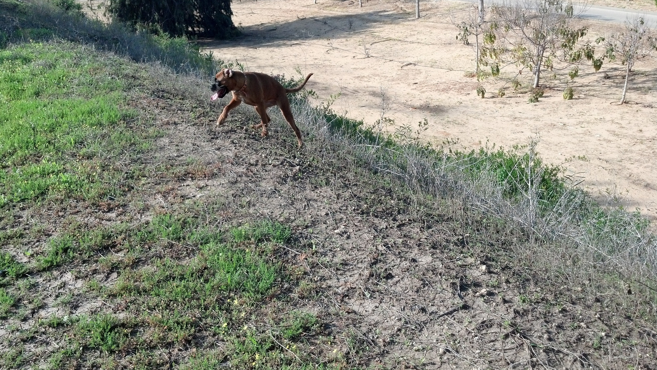 My ״Star״ Boxer Dog
