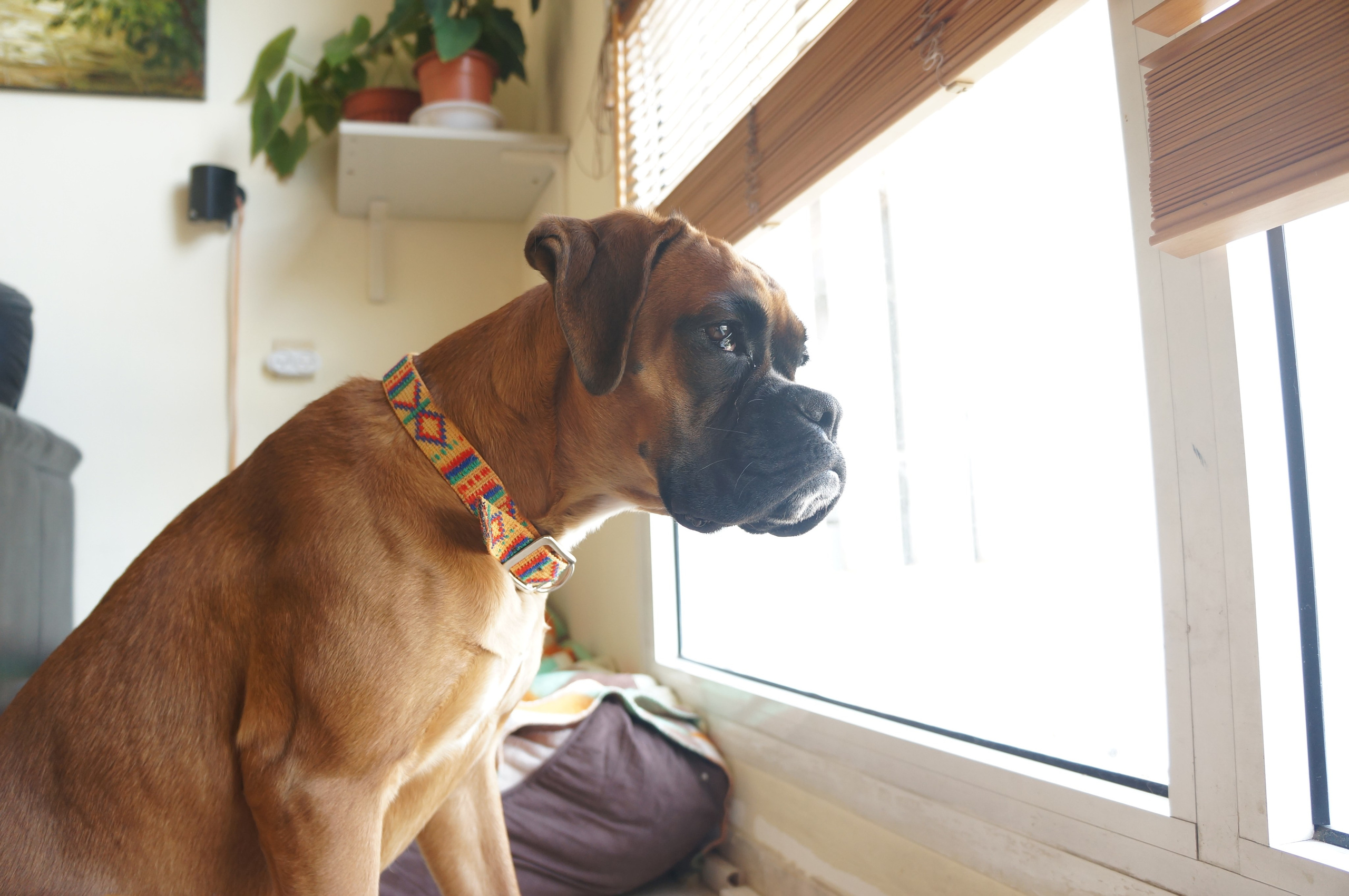 My ״Star״ Boxer Dog