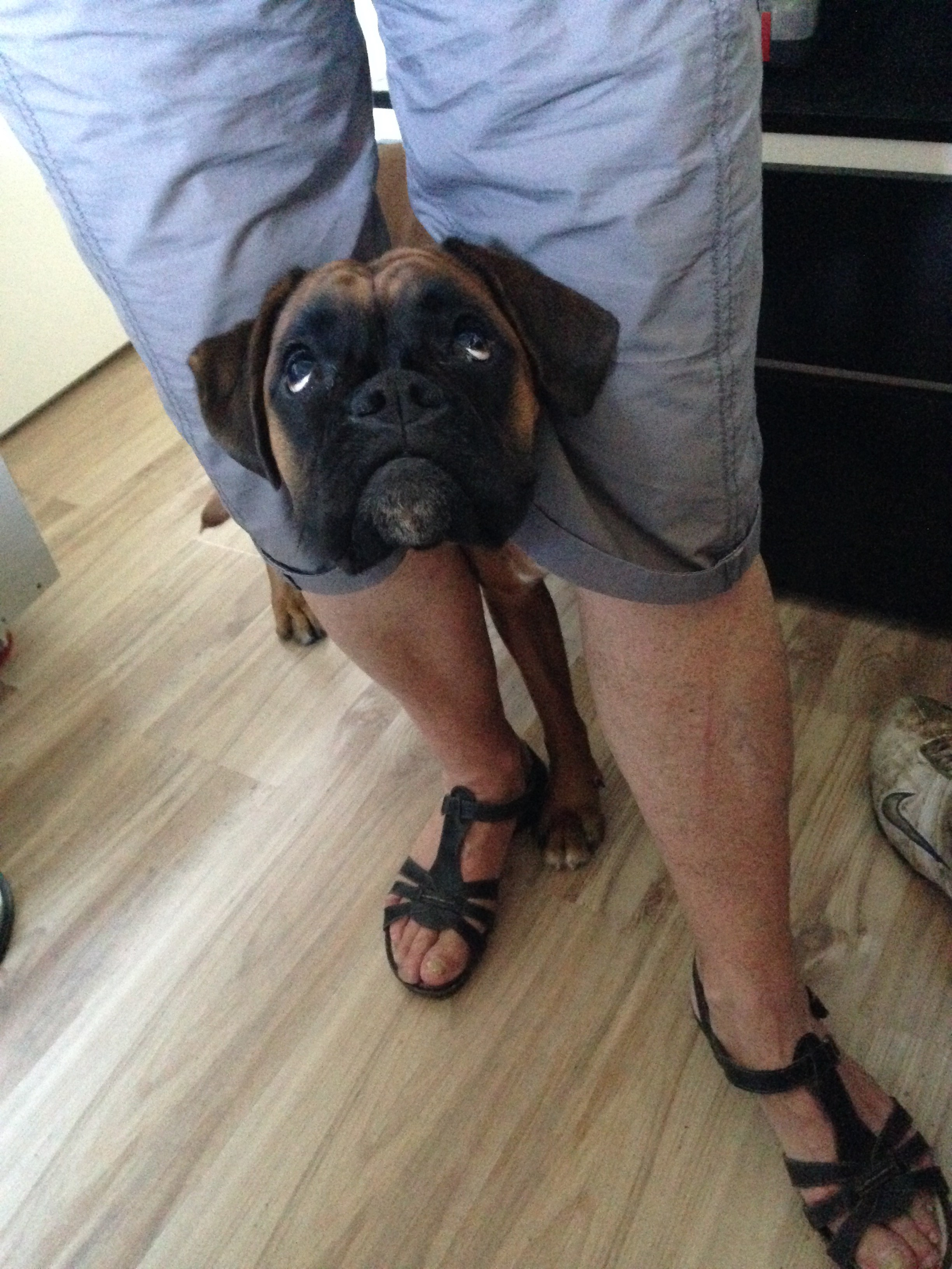 My ״Star״ Boxer Dog