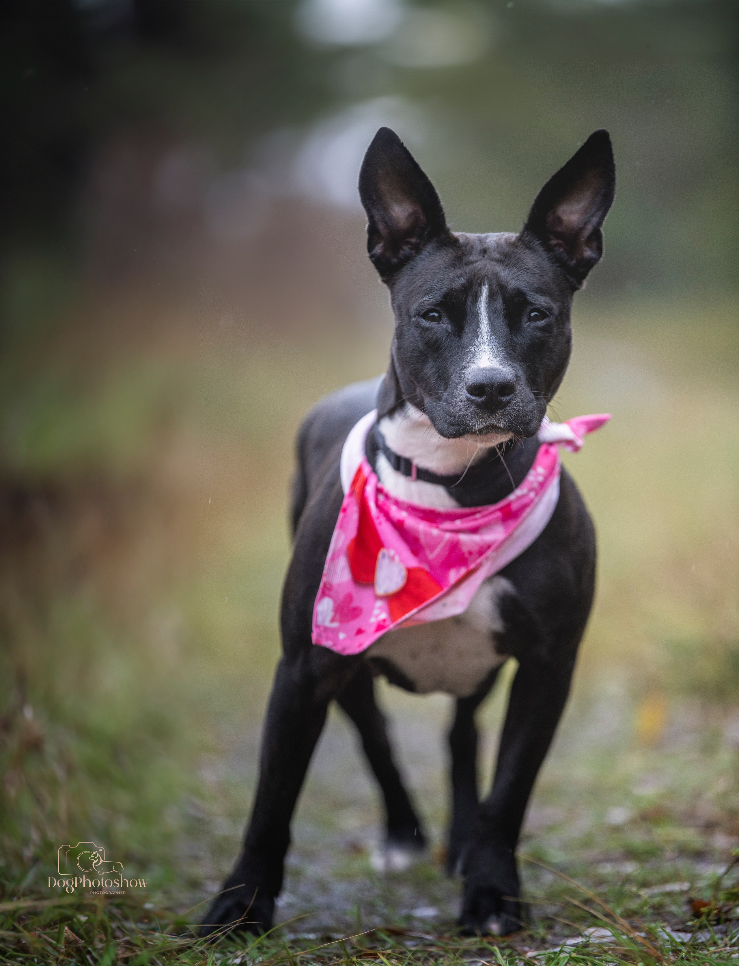 📸 3. Katerina Royter Pet Photographer North Florida