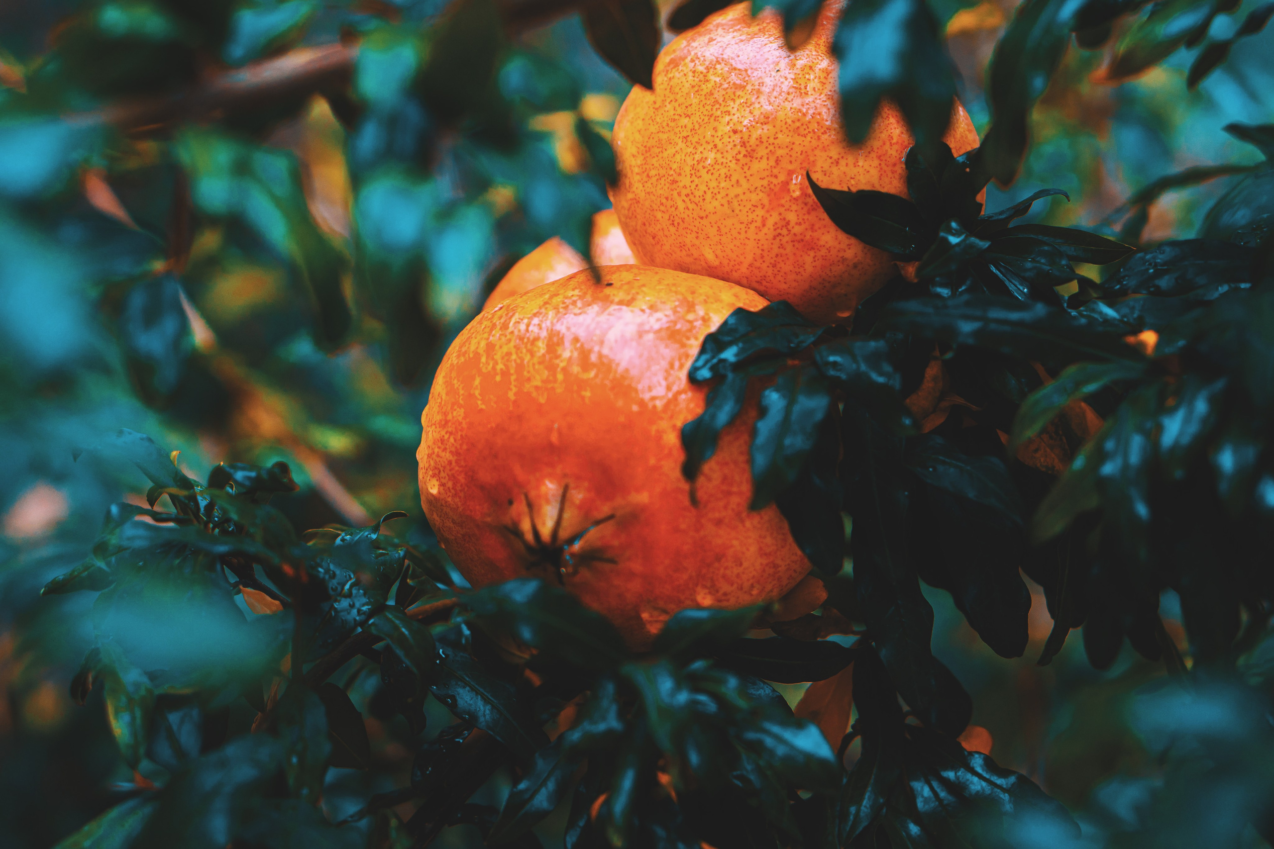 Bocetos. Alba del Norte Studio