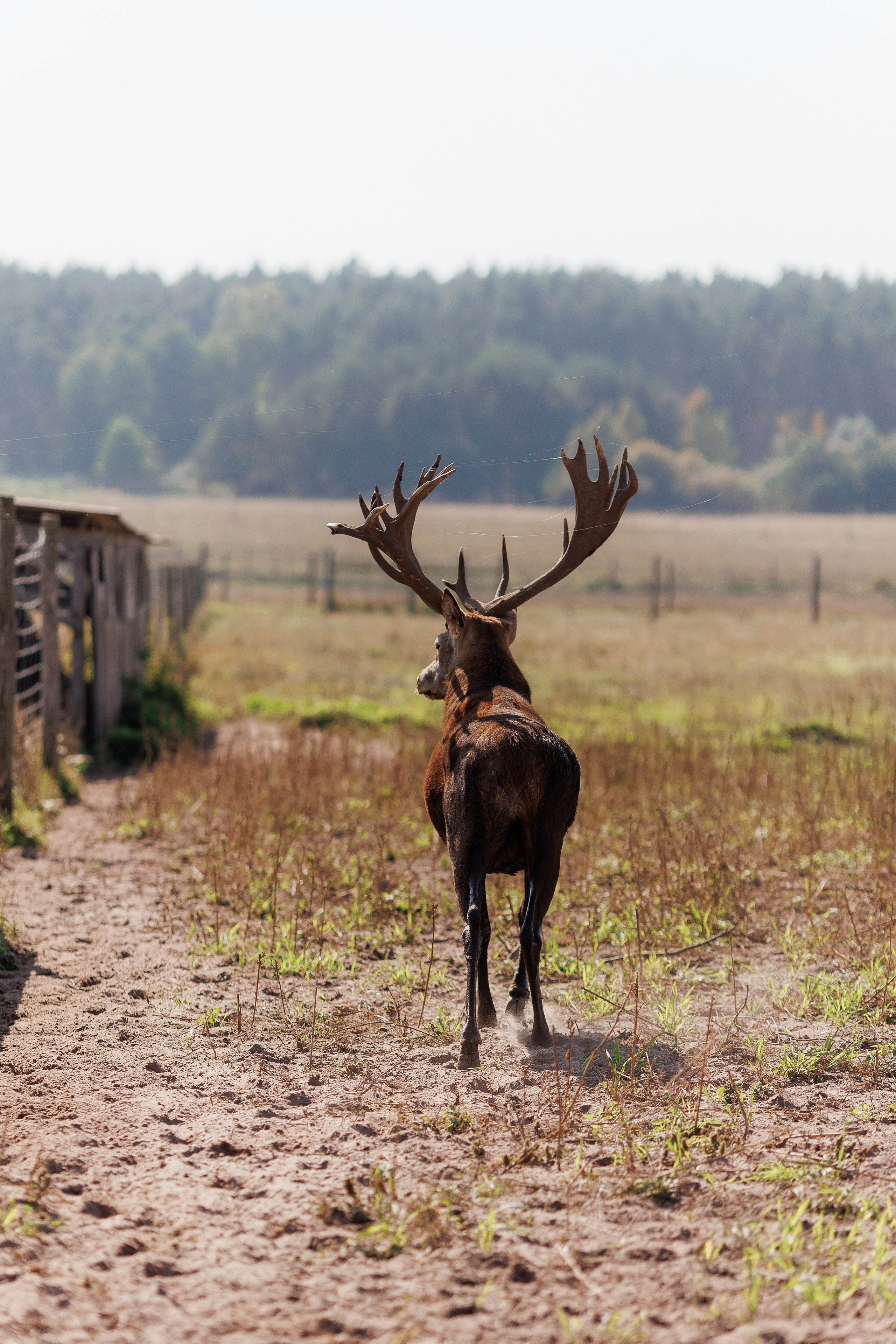 Екопарк Аміла. Ірина Терещук