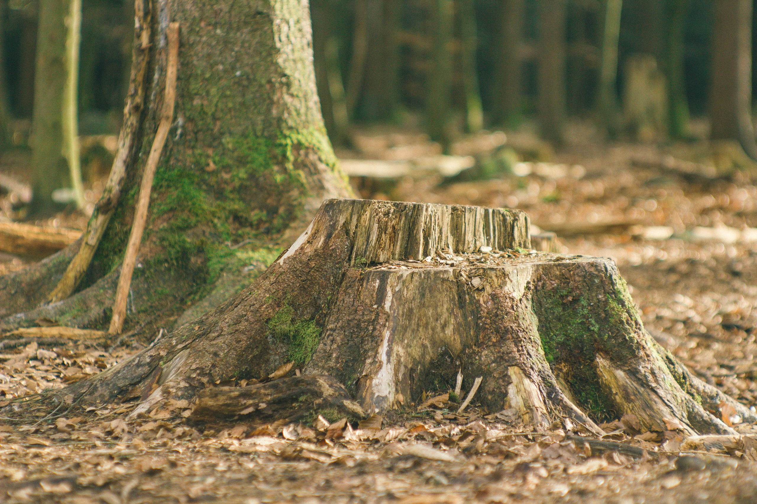 Baumwipfelpfad in Bad Wildbad. Maria Chistyakovа — Fotografin in Karlsruhe, Baden-Baden und Umgebung