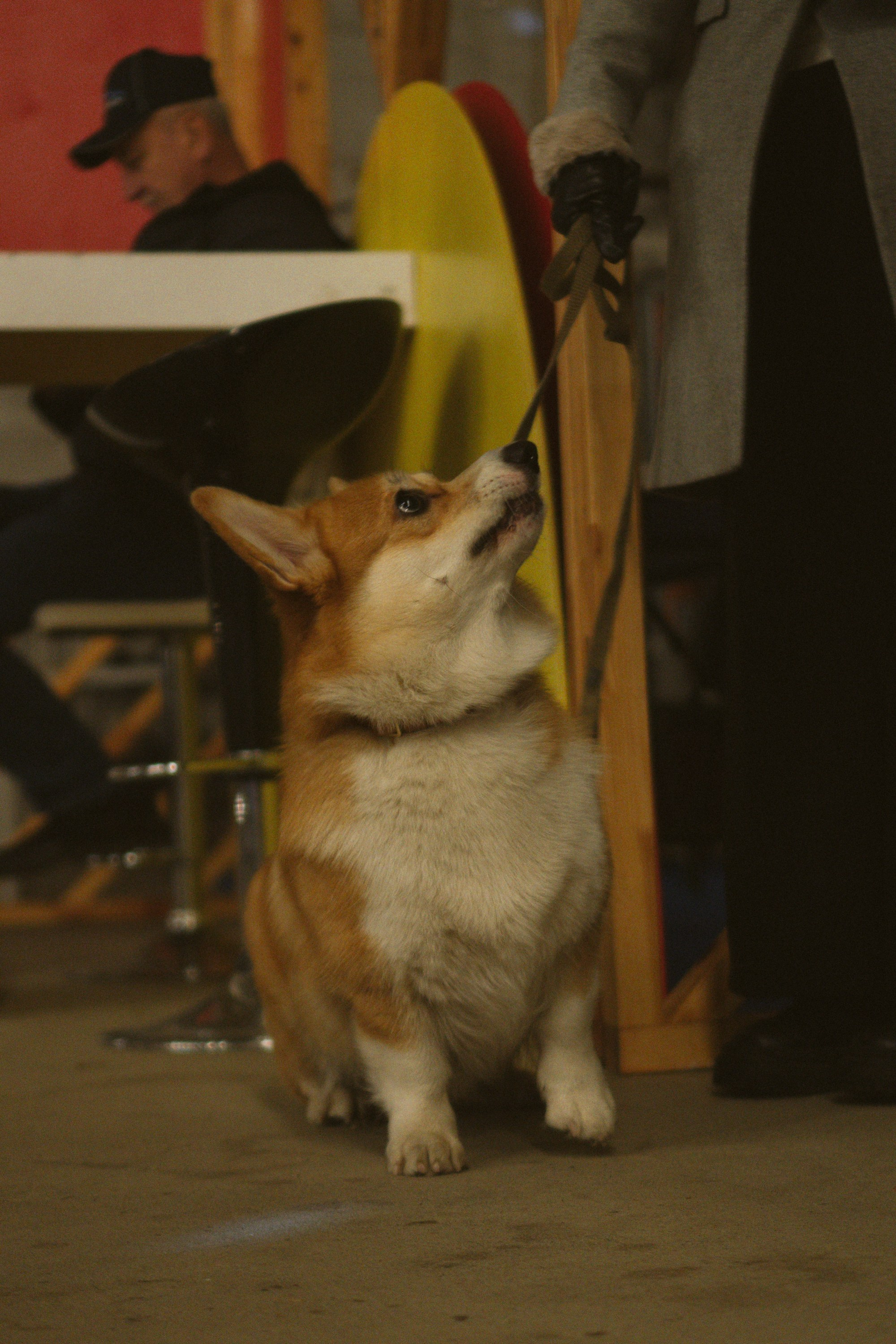 Corgi Fest, Christmas edition. Kat Laisaar — Pet photographer in Tallinn