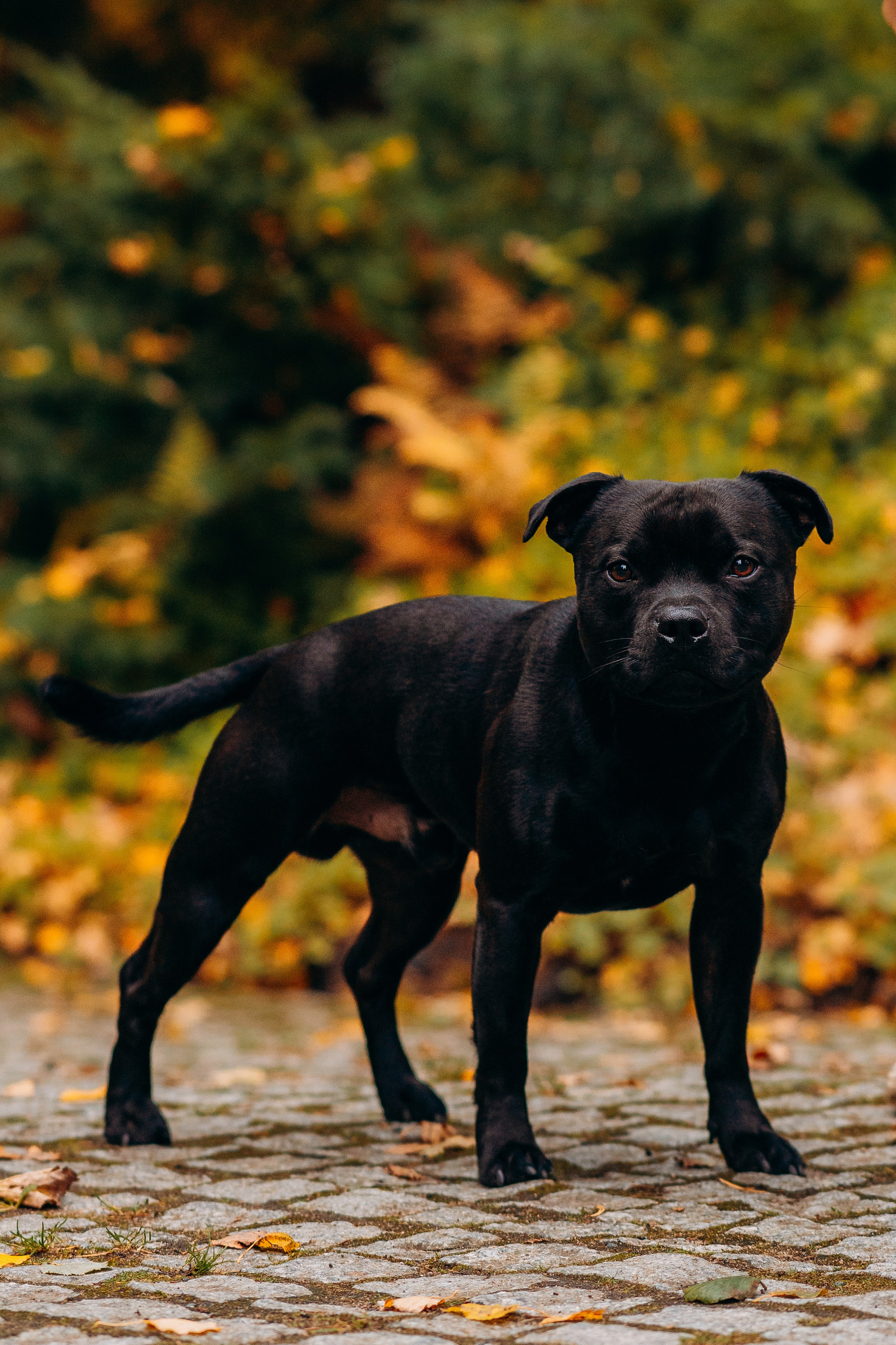 Staffordshire Bull Terriers Meetup. Kat Laisaar — Pet photographer in Tallinn