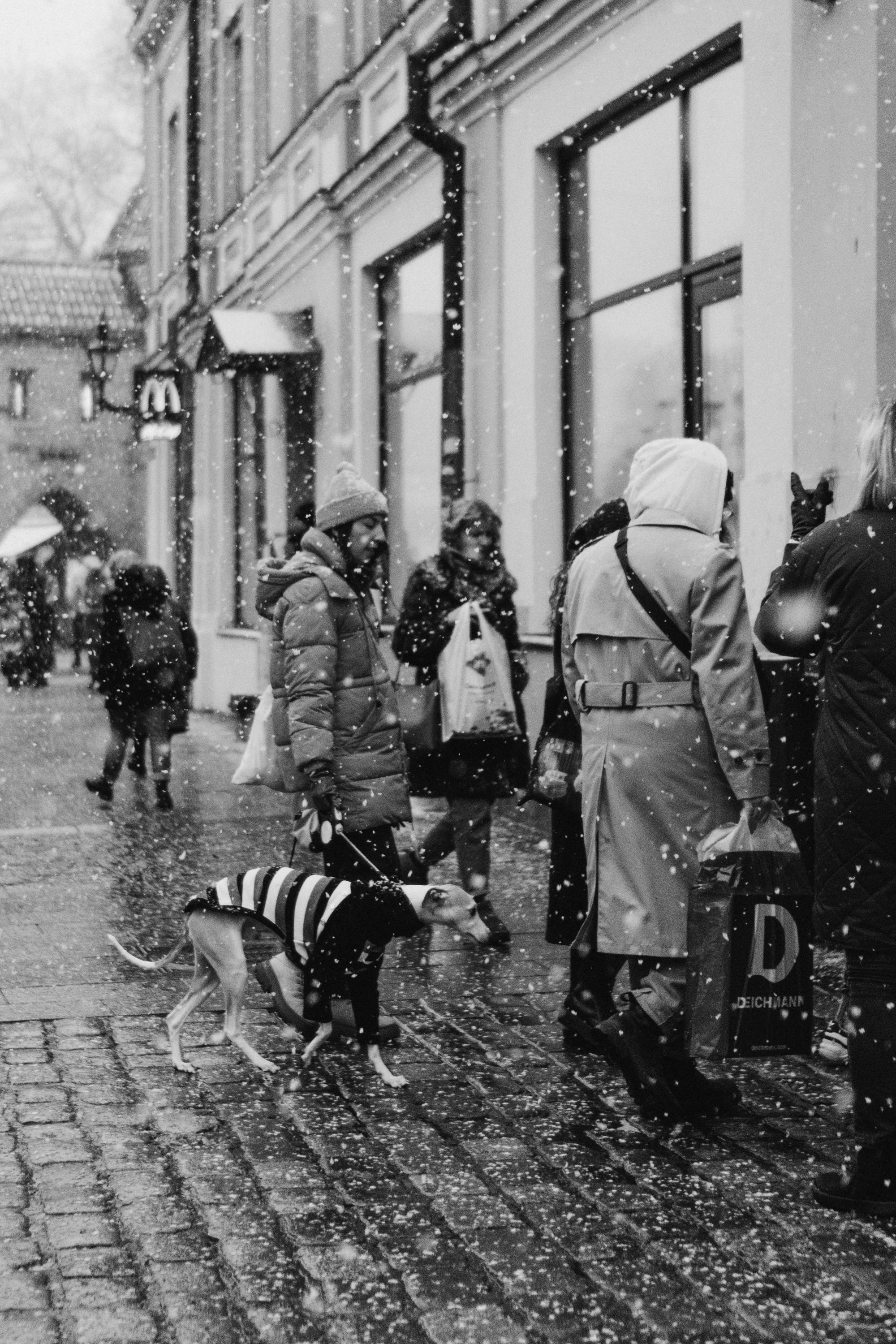 Dog Street Photography in Estonia. Kat Laisaar — Pet photographer in Tallinn