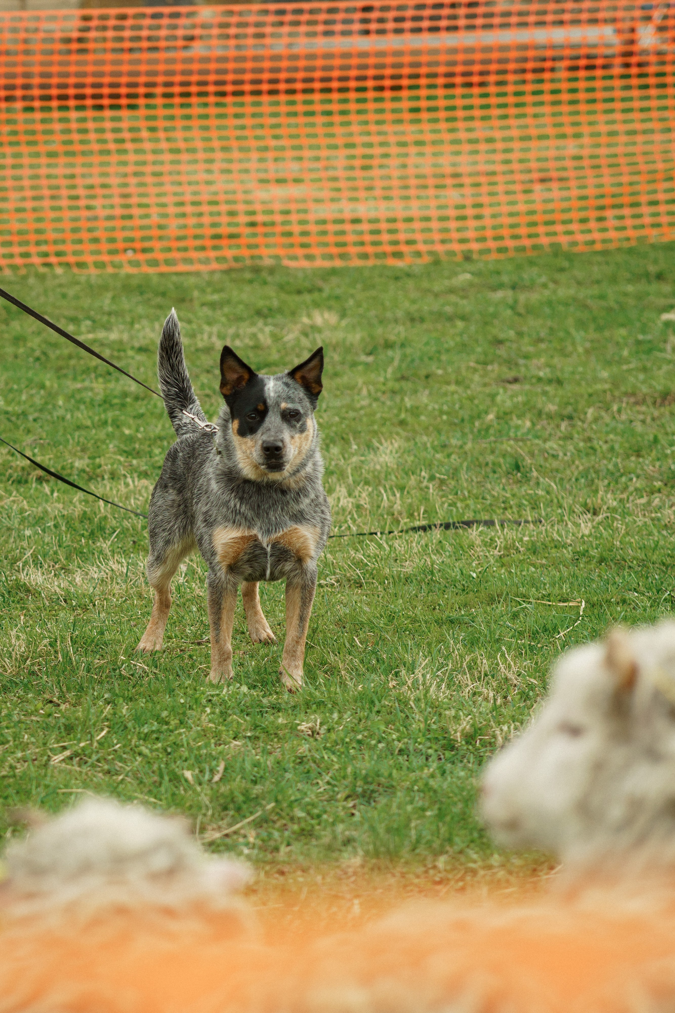 Herding Days, 26 apr. 2025. Kat Laisaar — Pet photographer in Tallinn