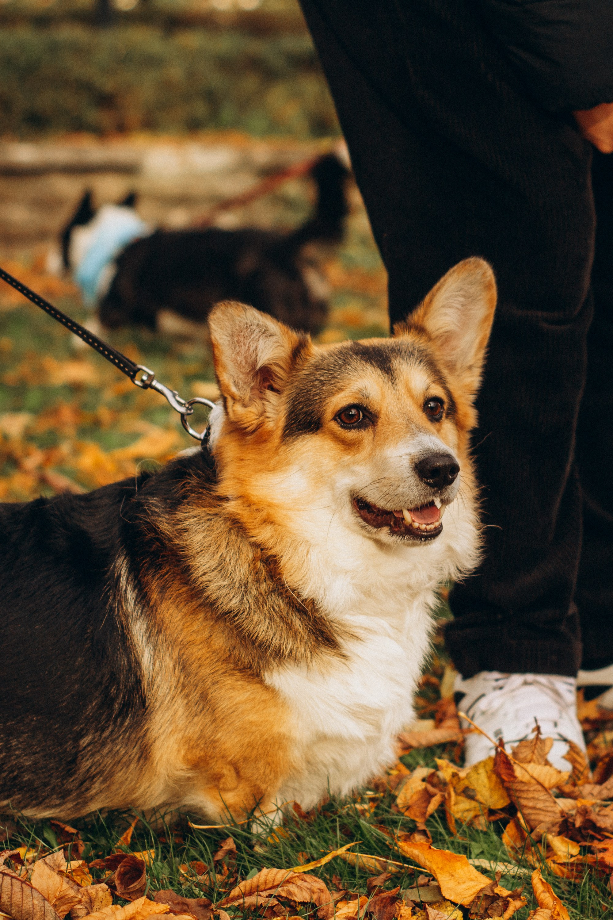 Corgi party, october. Kat Laisaar — Pet photographer in Tallinn