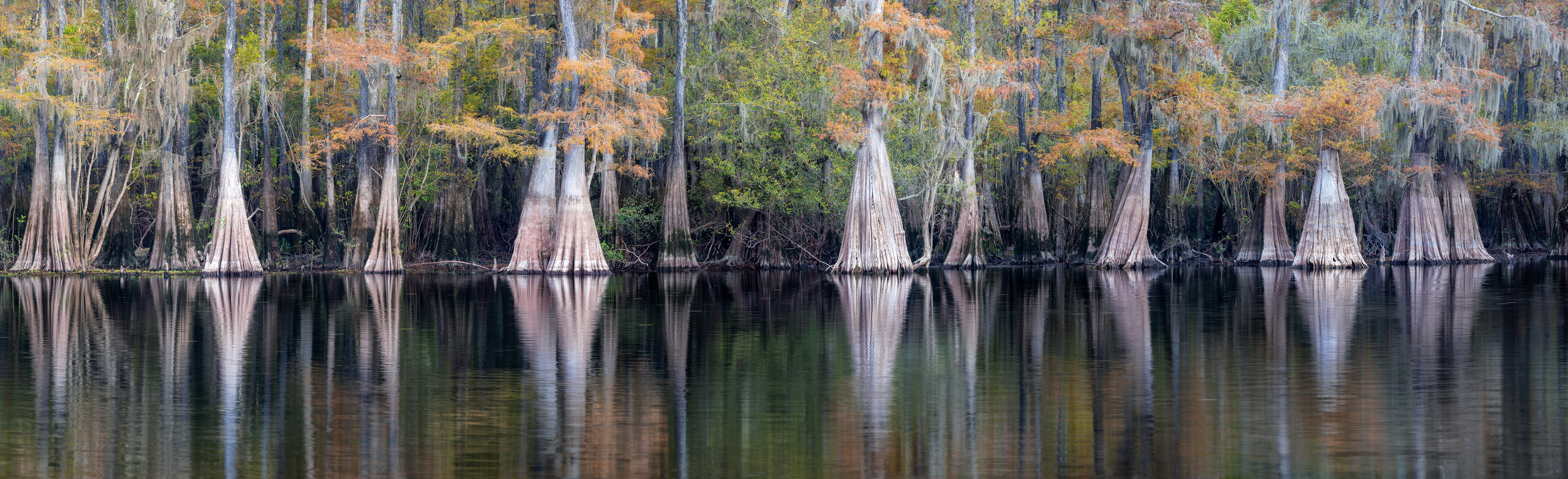 North Florida Cypress Swamps. Alex Mironyuk Photography