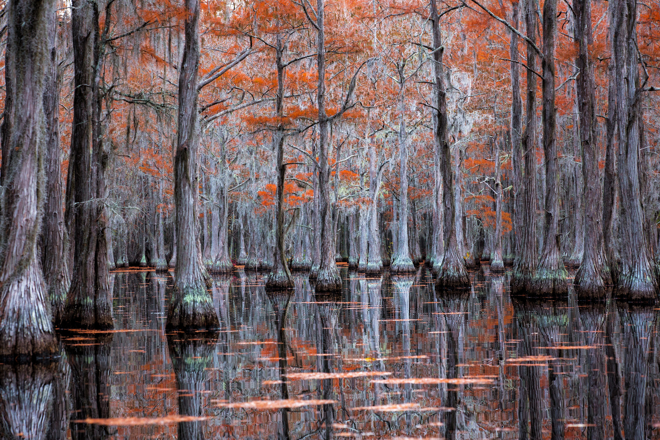 Georgia Cypress Swamps. Pet, Senior, Landscape, portrait studio, photographer in Miami and Sou