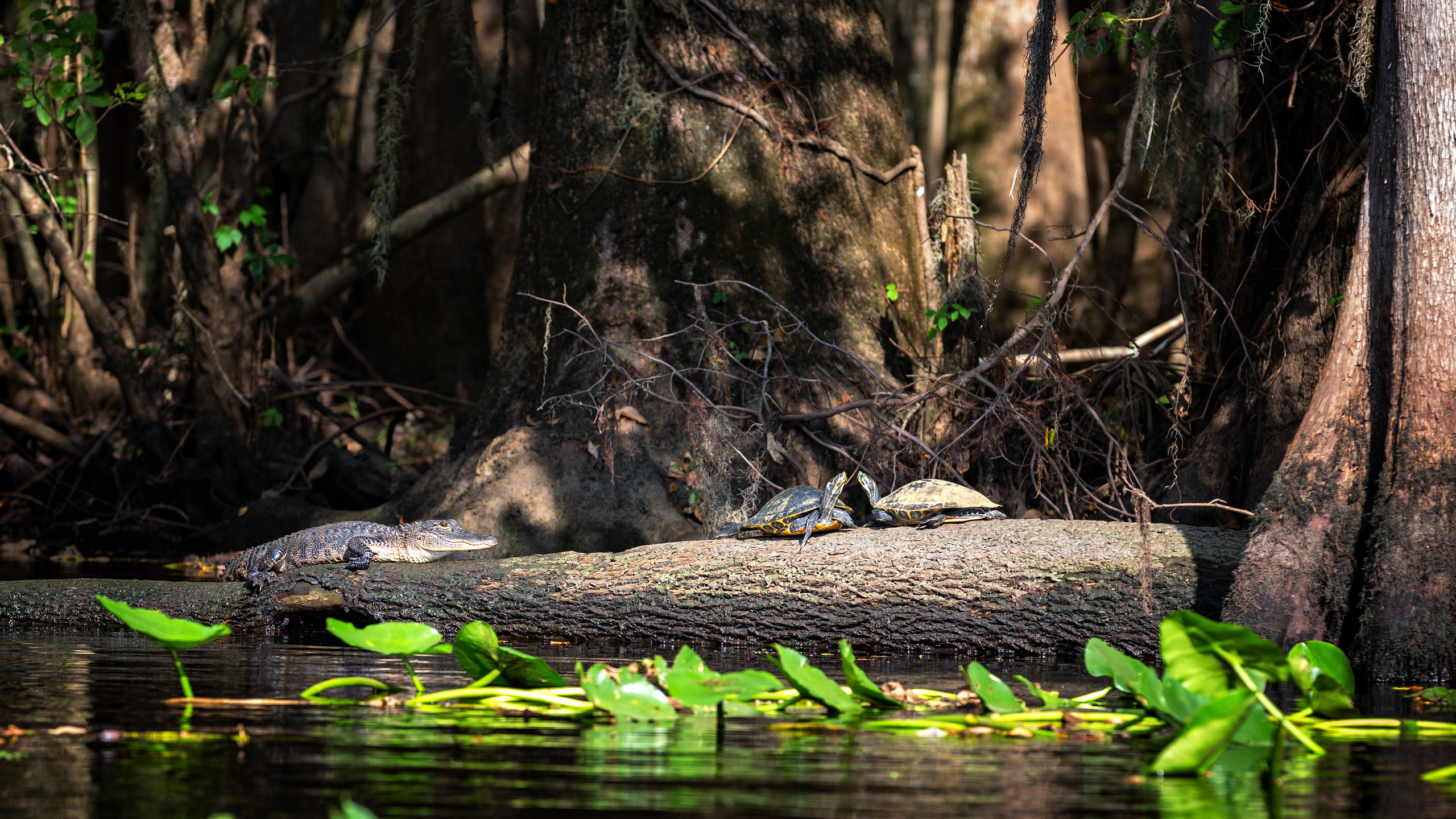 North Florida Cypress Swamps. Alex Mironyuk Photography