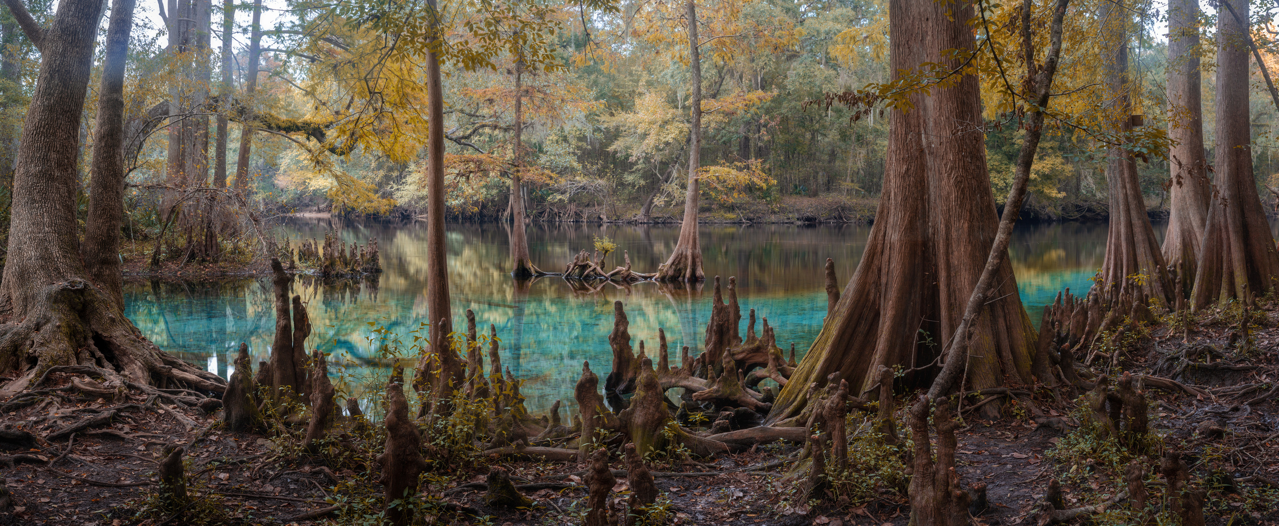 North Florida Cypress Swamps. Alex Mironyuk Photography