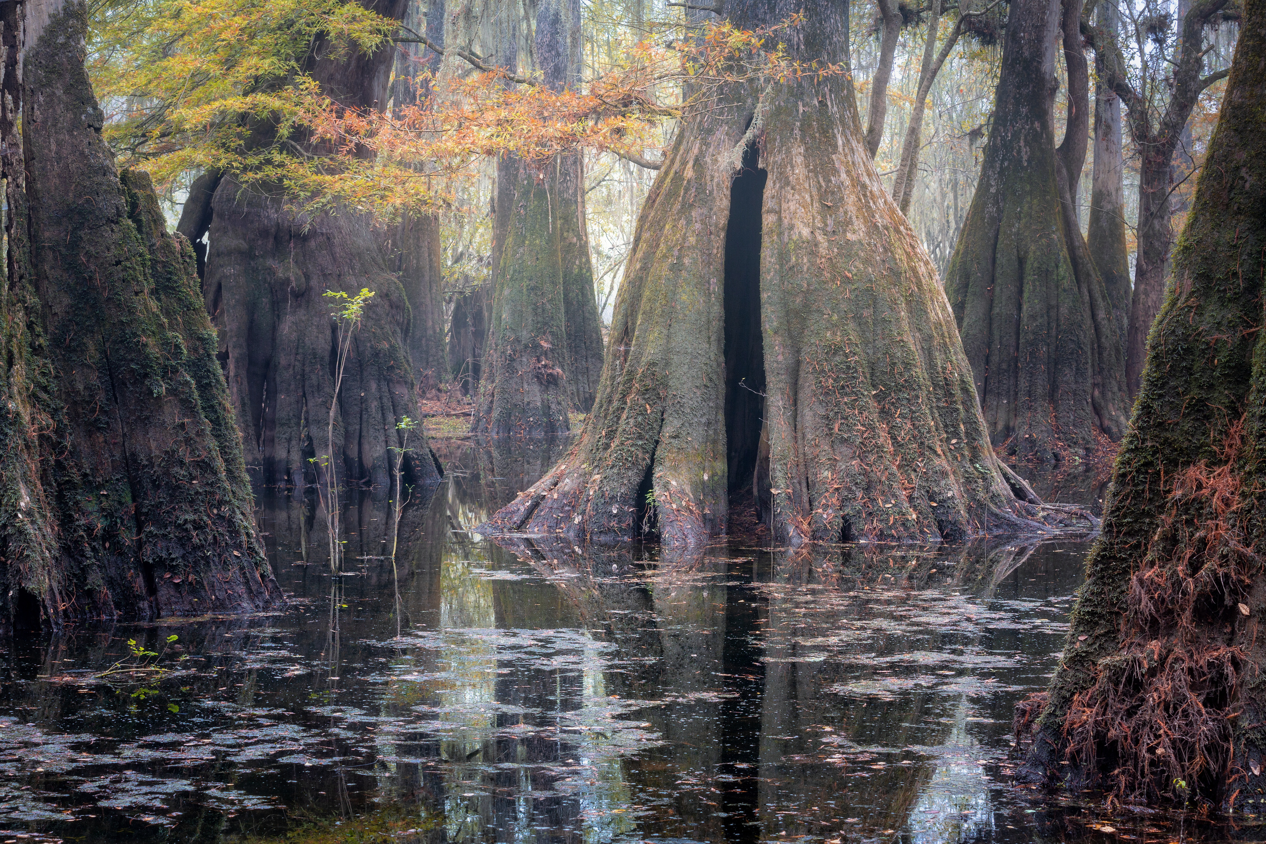 North Florida Cypress Swamps. Alex Mironyuk Photography