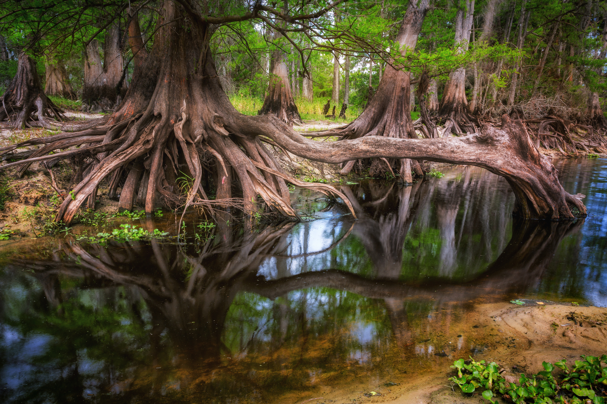 South Florida Cypress Swamps. Alex Mironyuk Photography