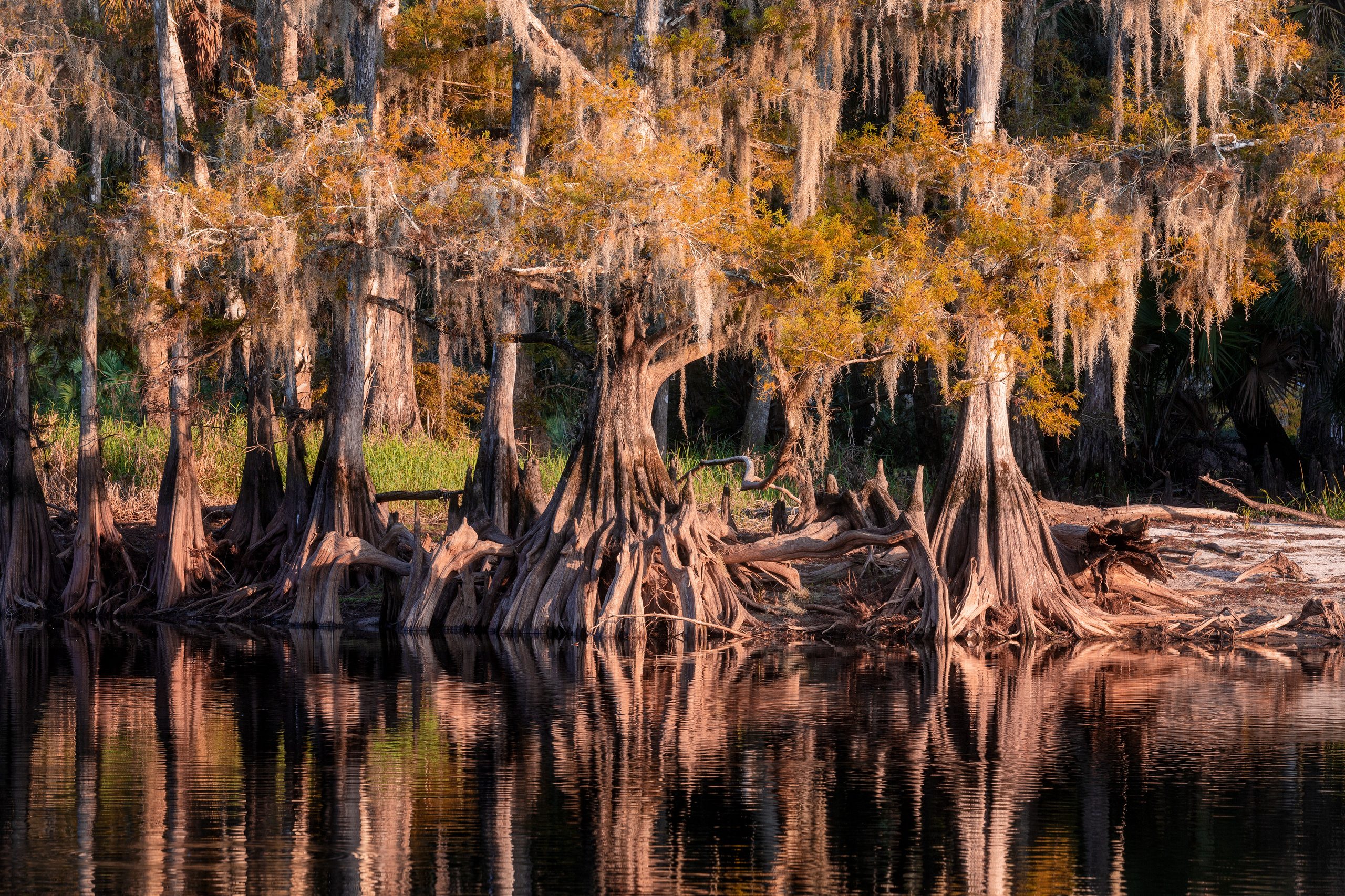 South Florida Cypress Swamps. Alex Mironyuk Photography