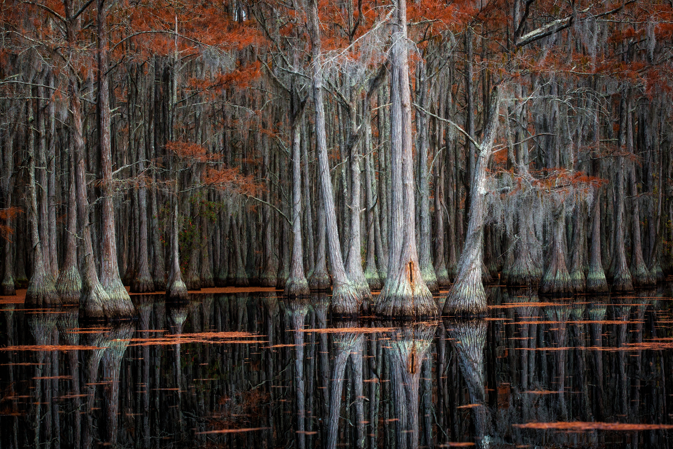 Georgia Cypress Swamps. Pet, Senior, Landscape, portrait studio, photographer in Miami and Sou