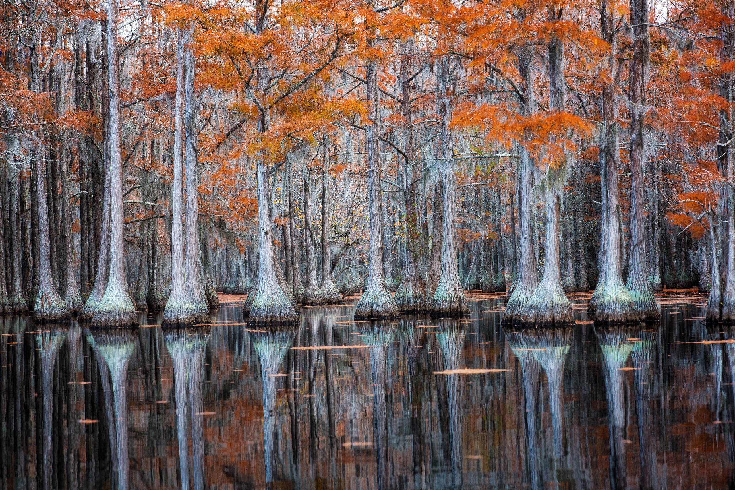Georgia Cypress Swamps. Pet, Senior, Landscape, portrait studio, photographer in Miami and Sou