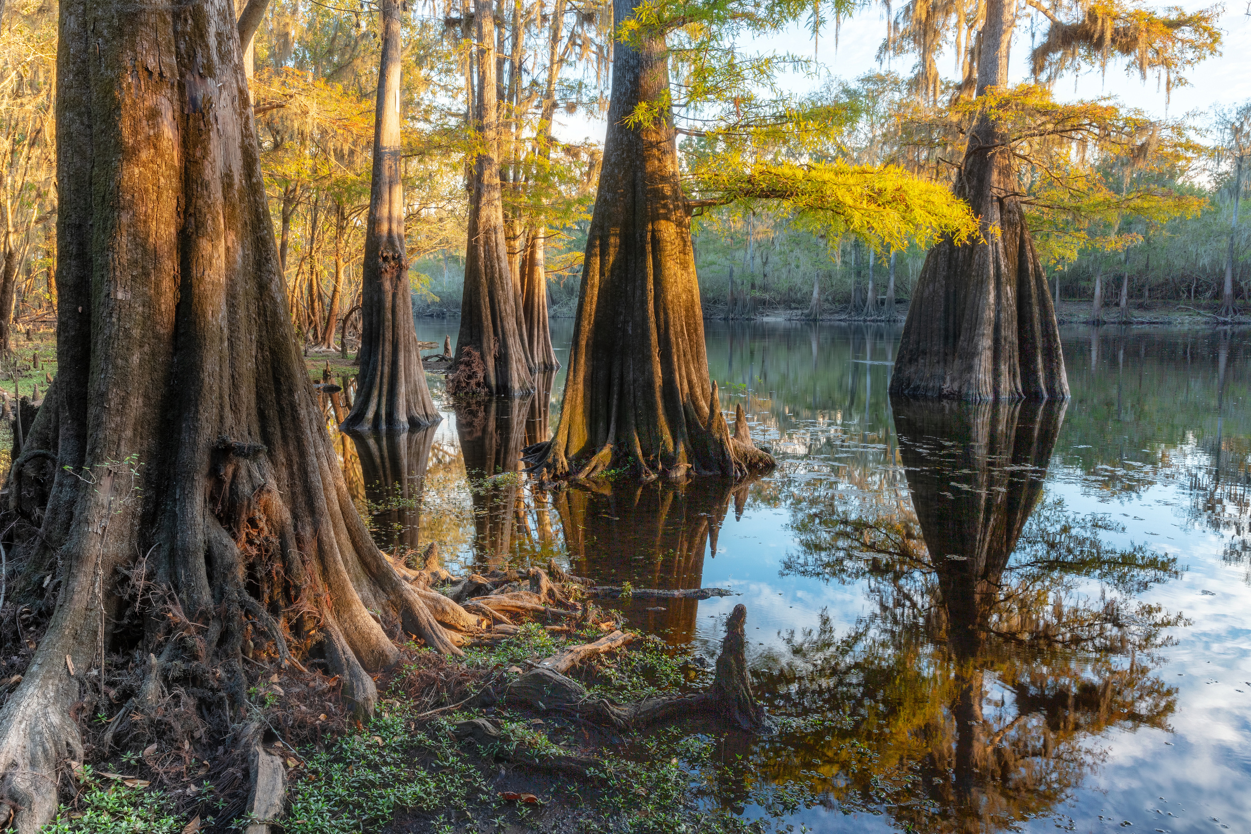 North Florida Cypress Swamps. Alex Mironyuk Photography