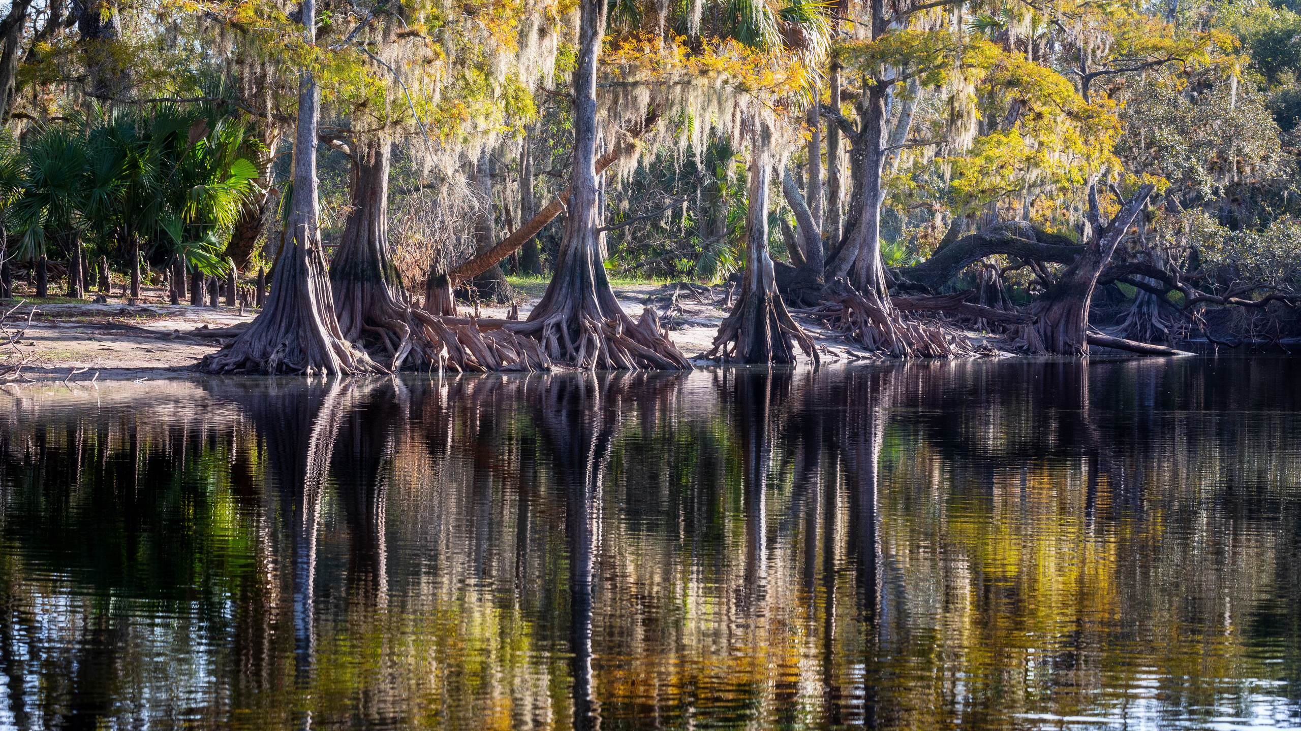 South Florida Cypress Swamps. Alex Mironyuk Photography