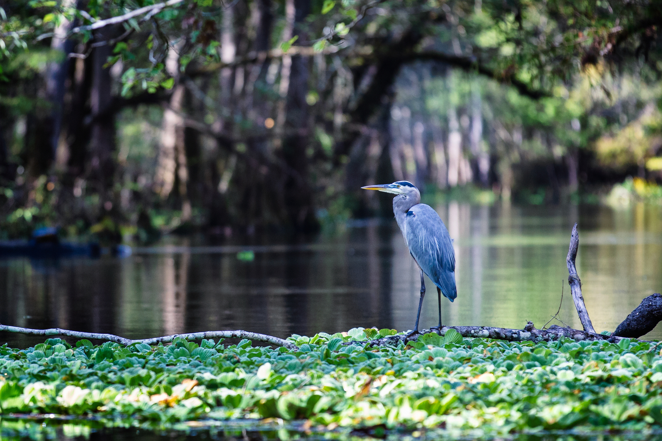 North Florida Cypress Swamps. Alex Mironyuk Photography