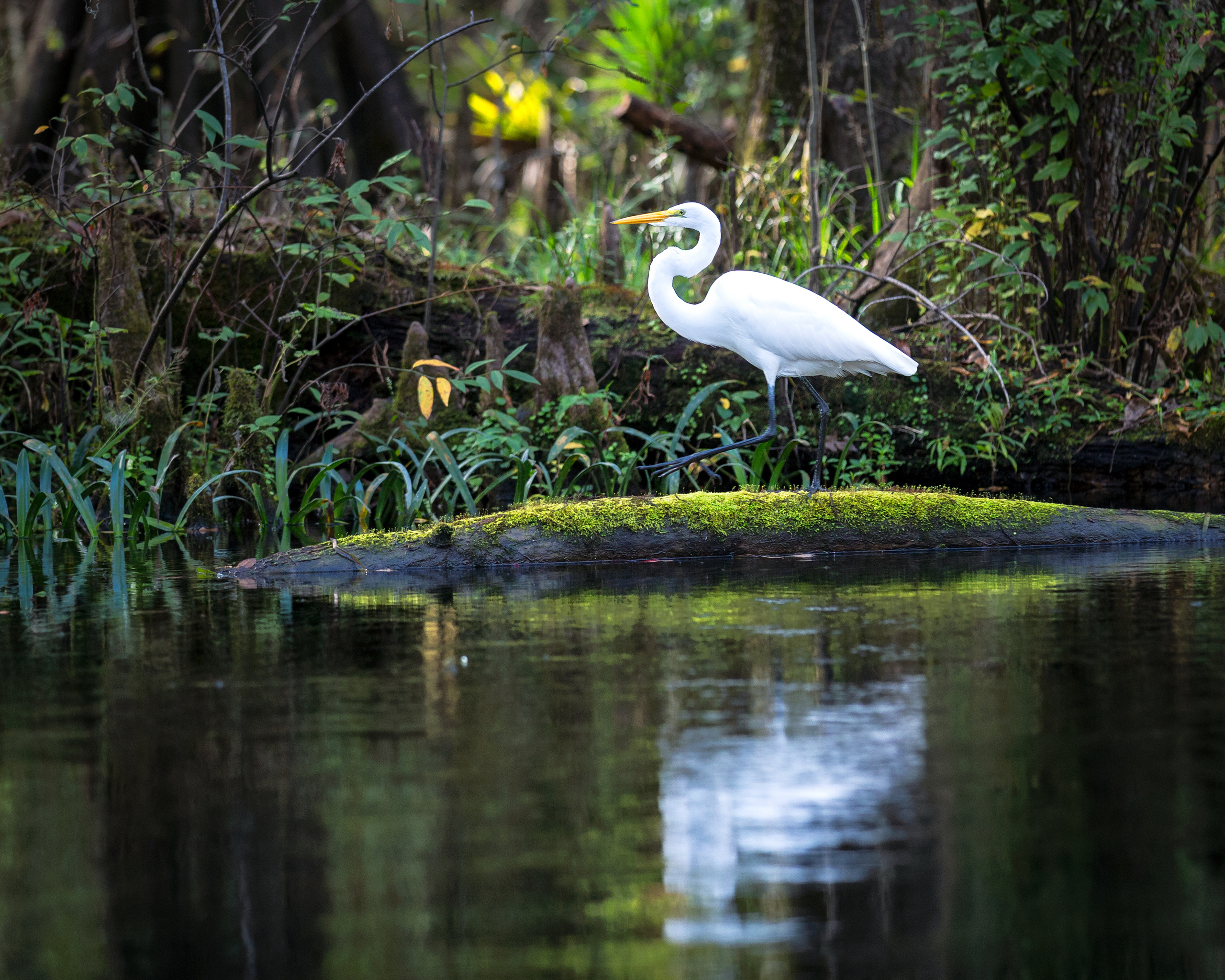 North Florida Cypress Swamps. Alex Mironyuk Photography