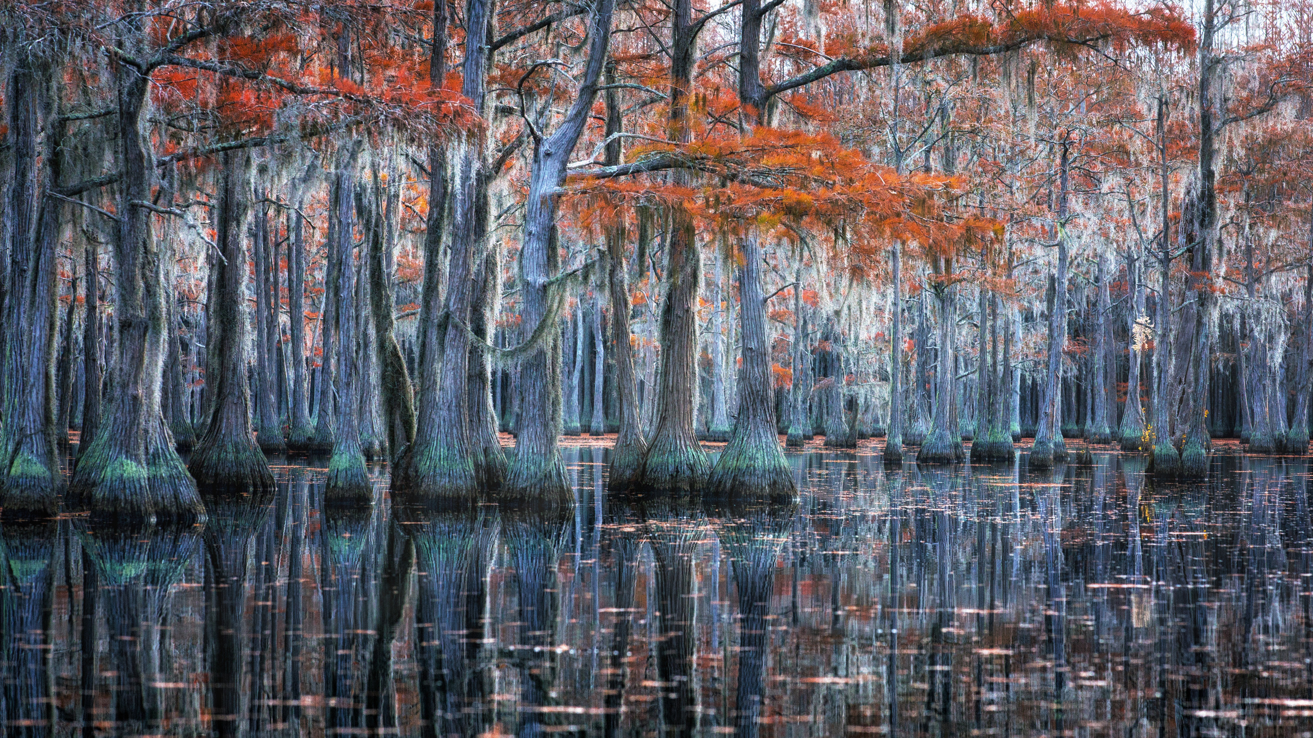 Georgia Cypress Swamps. Pet, Senior, Landscape, portrait studio, photographer in Miami and Sou