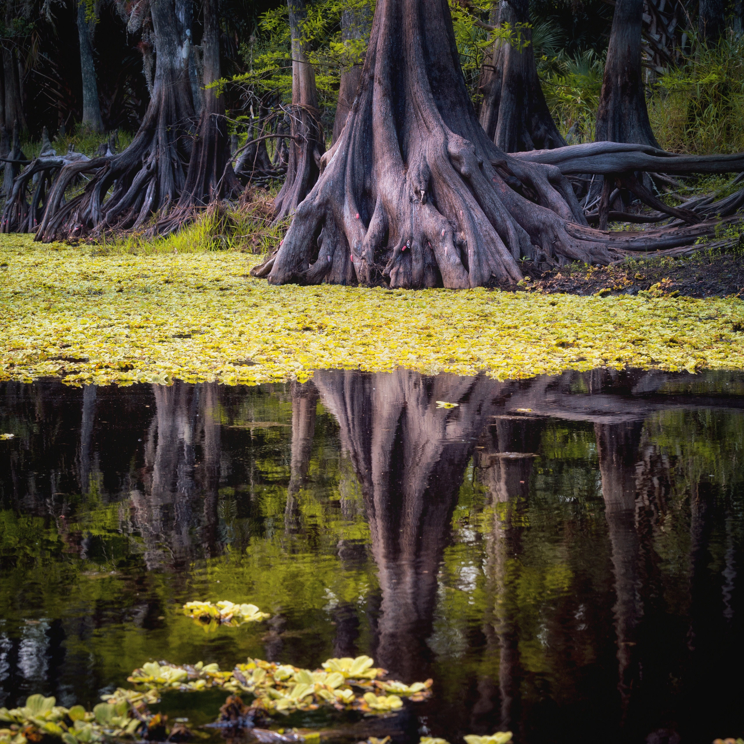 South Florida Cypress Swamps. Alex Mironyuk Photography