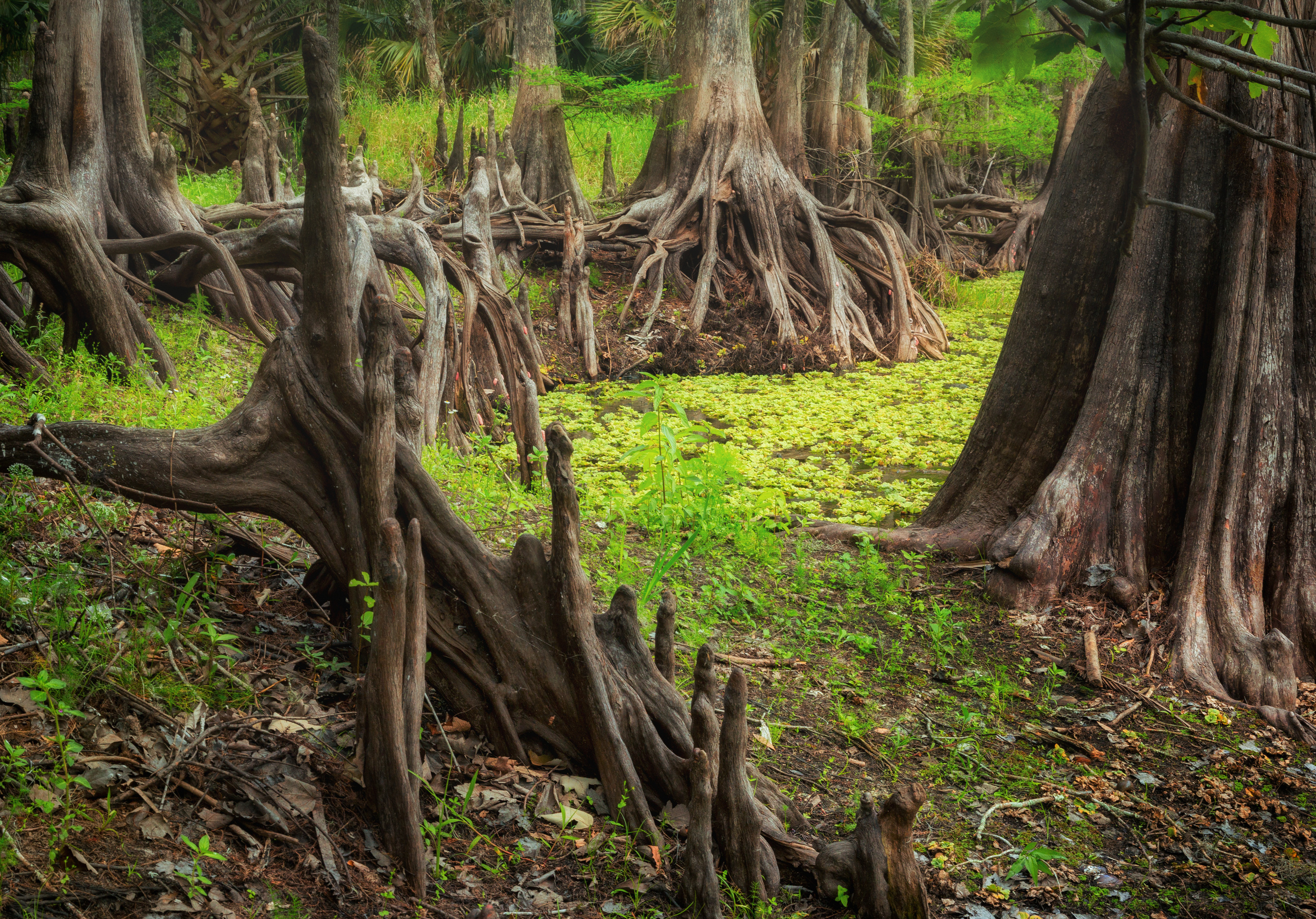 South Florida Cypress Swamps. Alex Mironyuk Photography