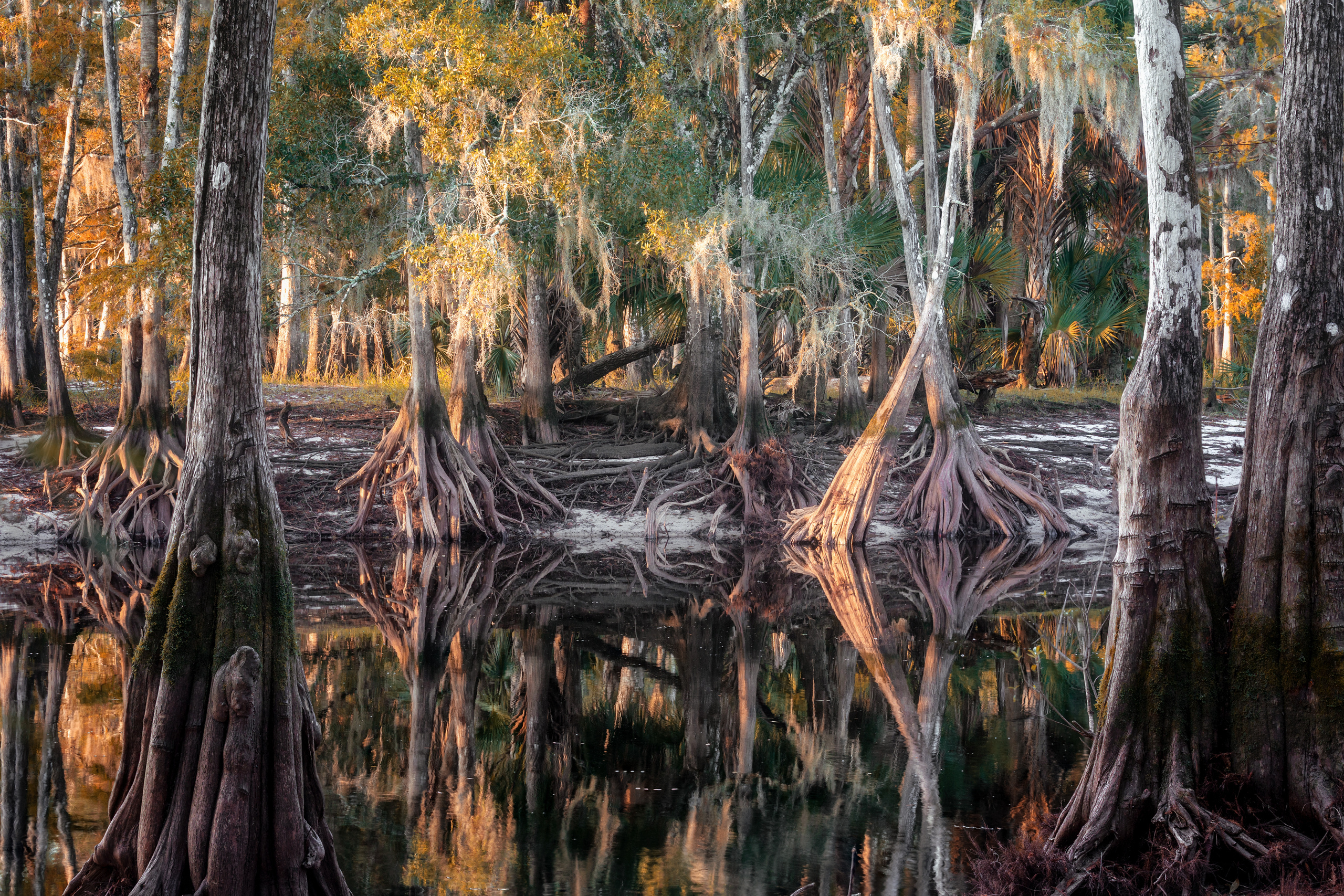 South Florida Cypress Swamps. Alex Mironyuk Photography