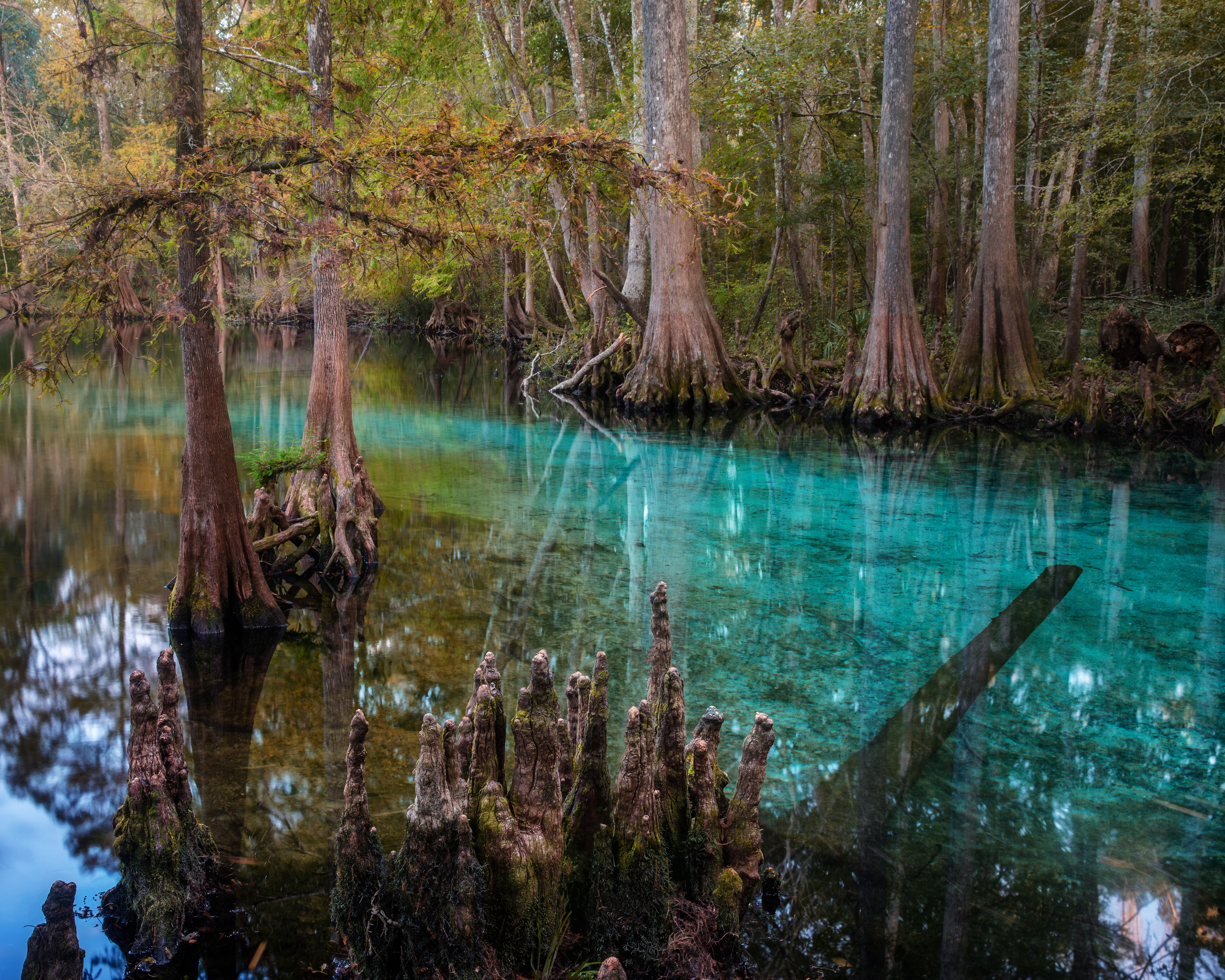 North Florida Cypress Swamps. Alex Mironyuk Photography
