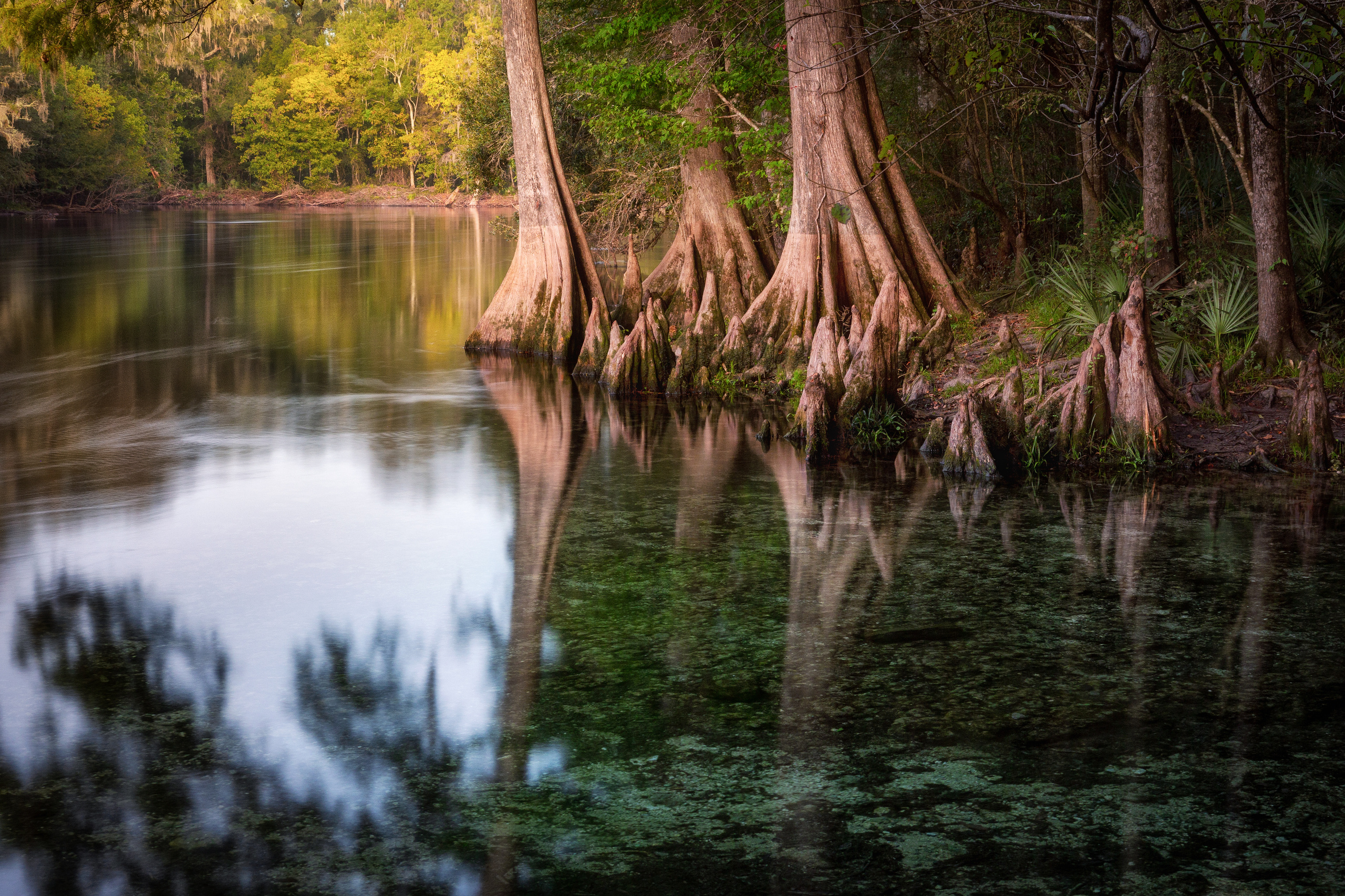 North Florida Cypress Swamps. Alex Mironyuk Photography